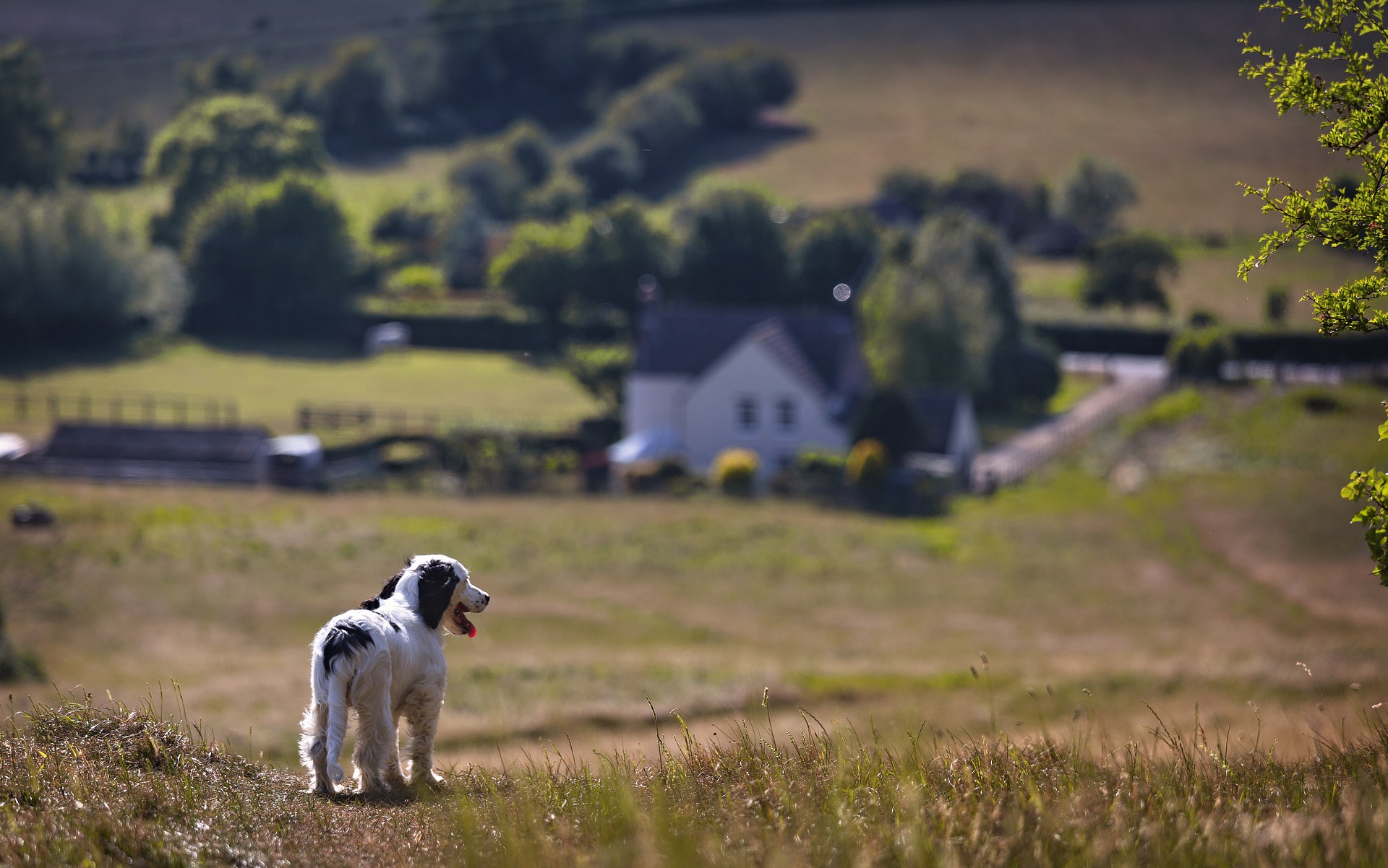 Køb grand basset griffon vendeen