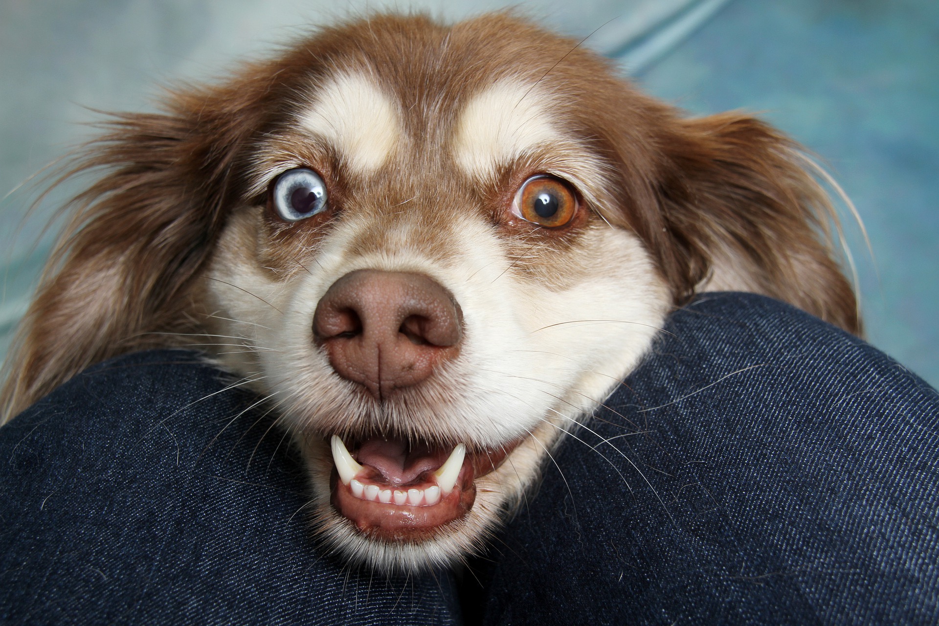 Køb gadehund