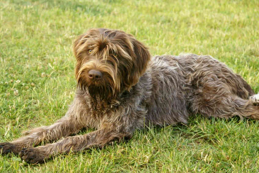 Køb griffon korthals