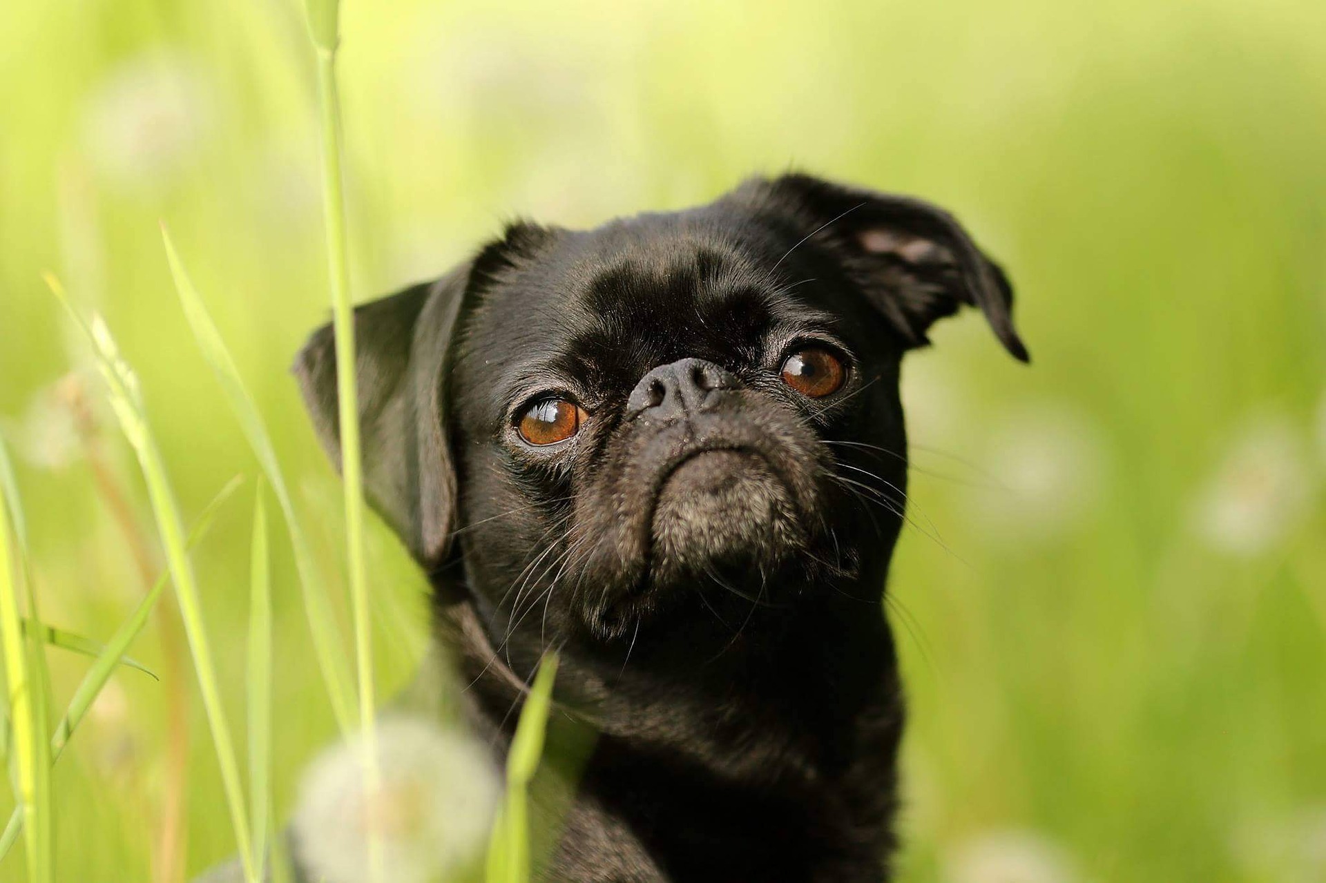 Køb griffon petit brabancon