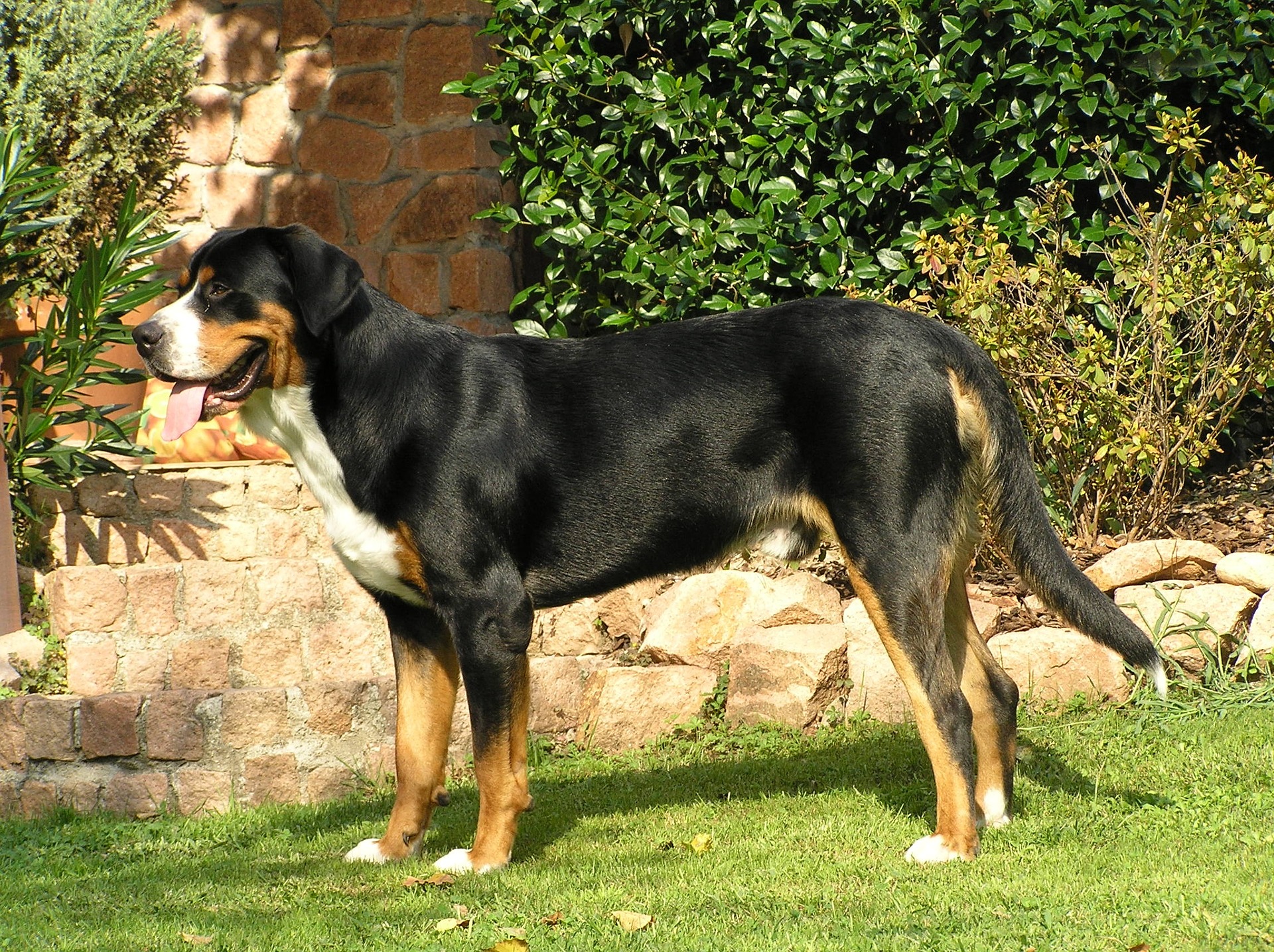 Køb grosser schweizer sennenhund