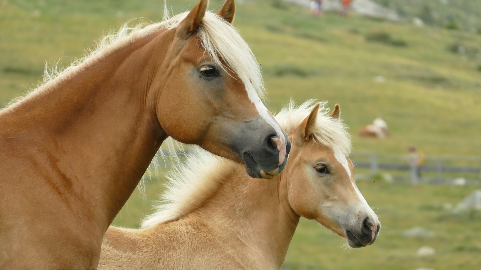 Køb haflinger