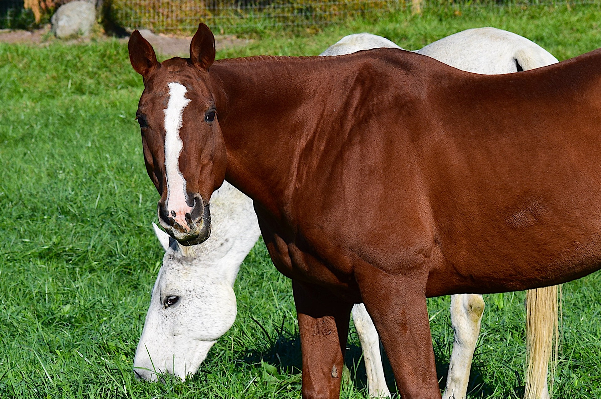 Køb paint horse