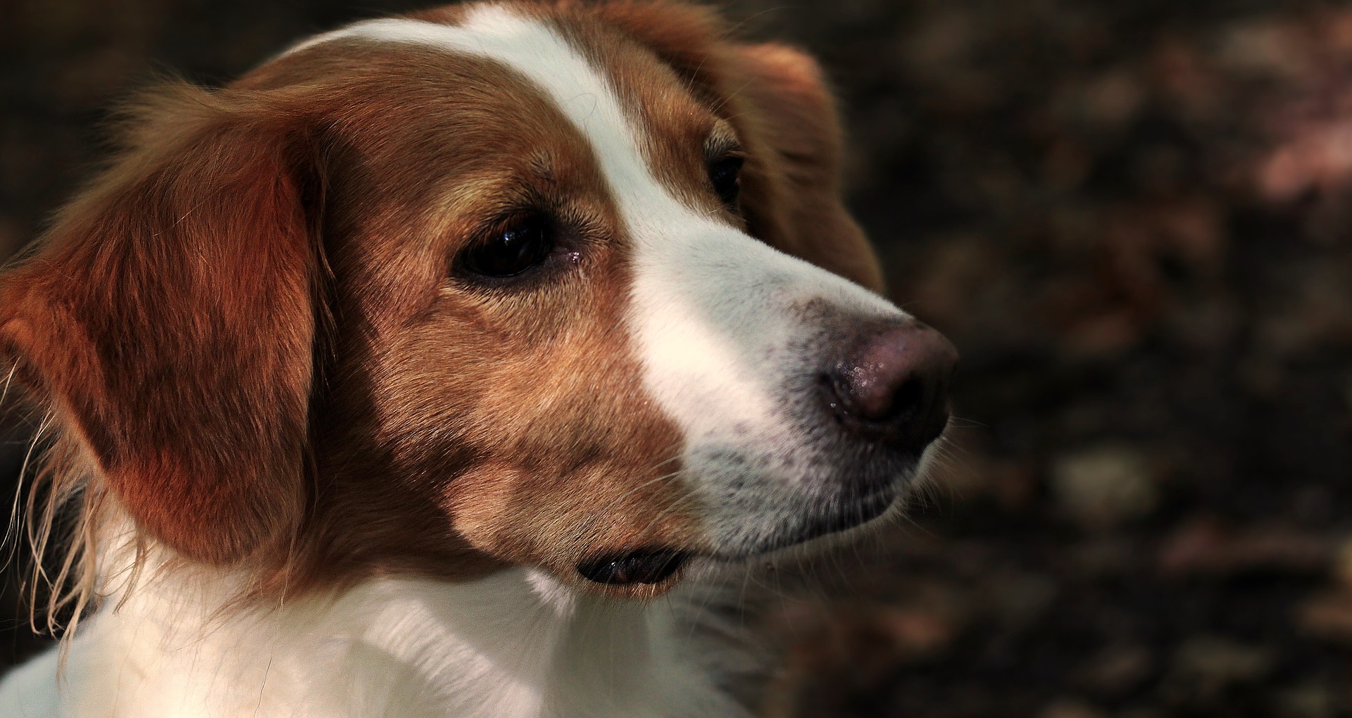 Køb hollandsk kooikerhondje