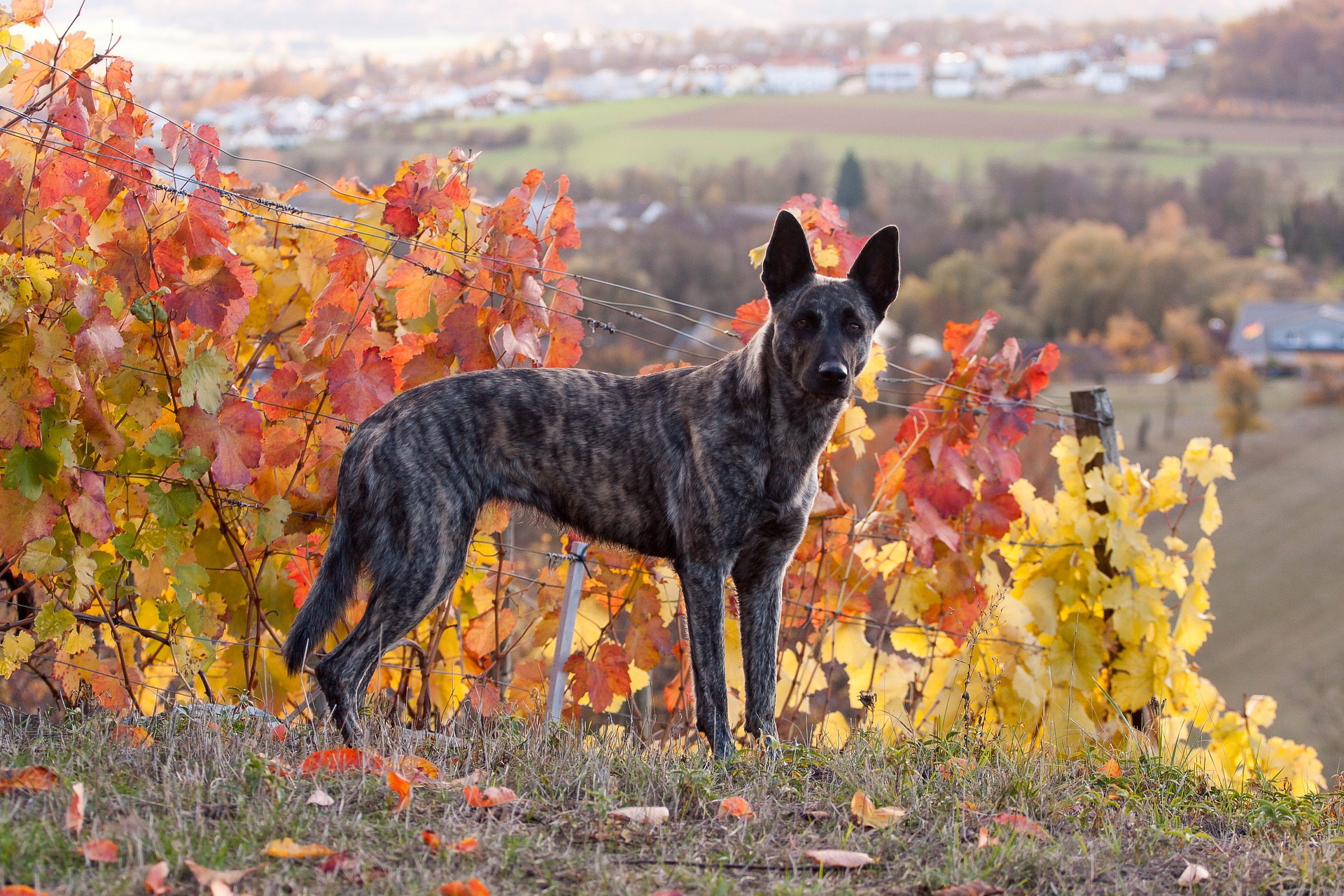 Køb hollandsk hyrdehund, korthåret
