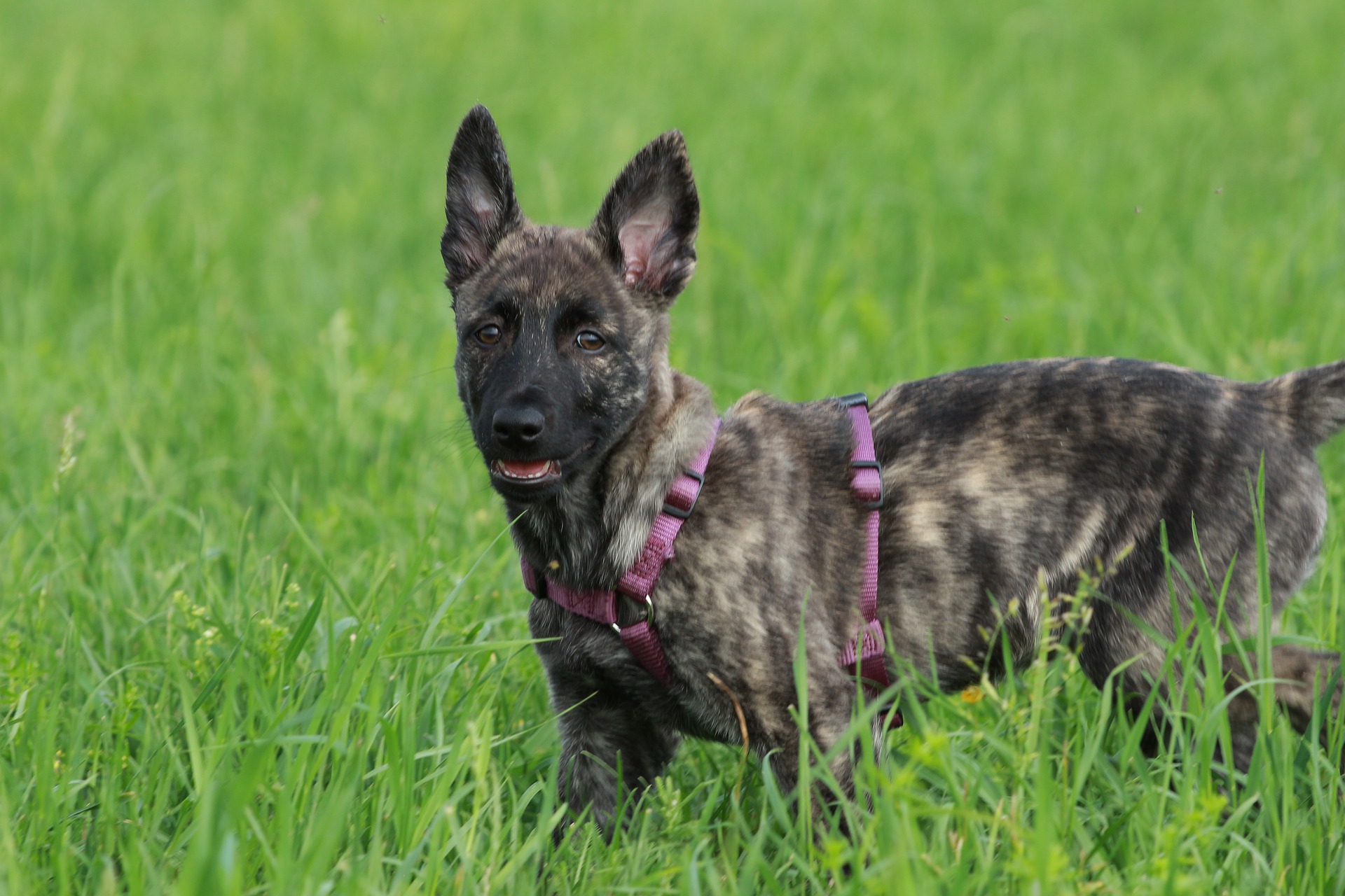 Køb hollandsk hyrdehund, langhåret