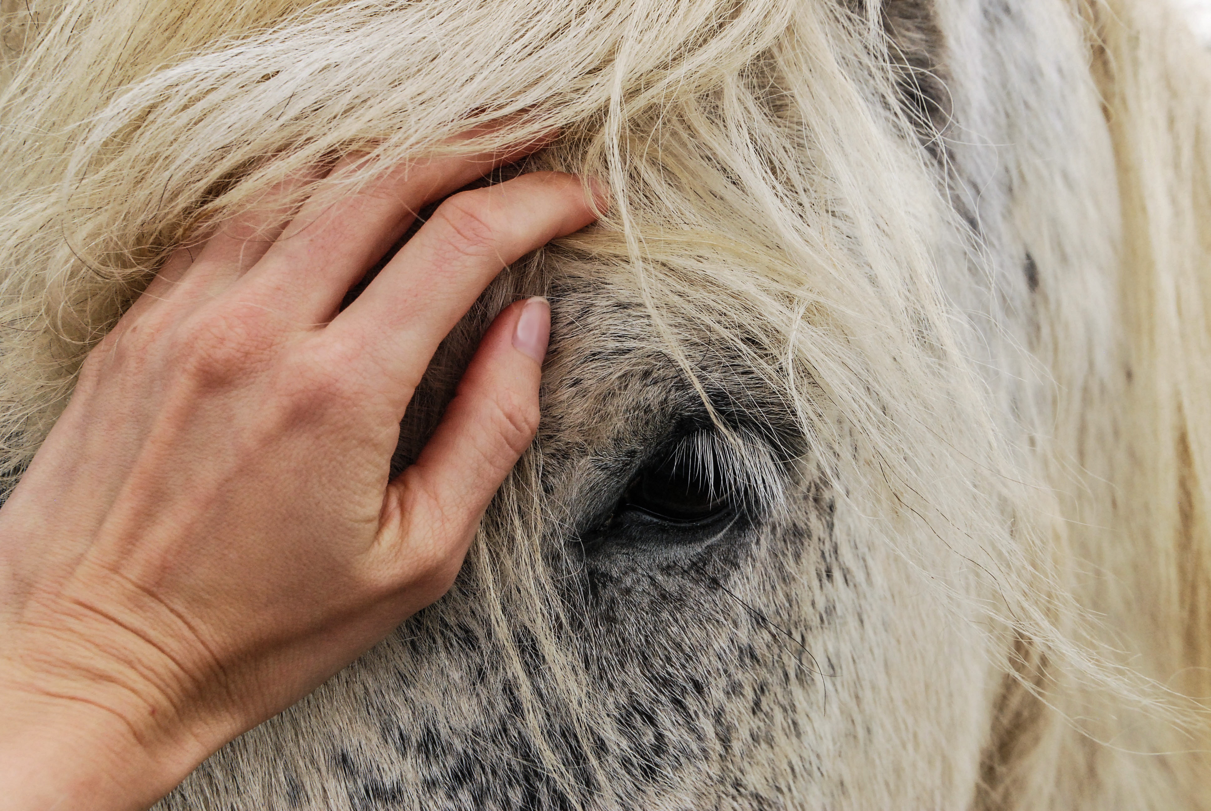 Køb irish cob crossbreed