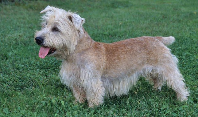 Køb irish glen of imaal terrier
