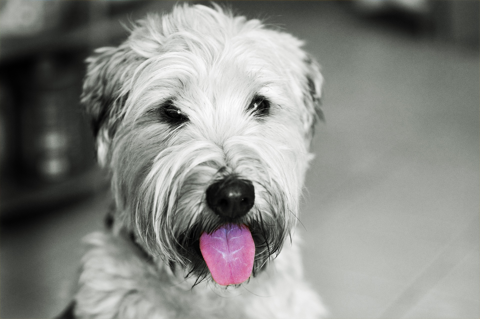 Køb irish softcoated wheaten terrier