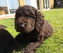 Køb irish water spaniel