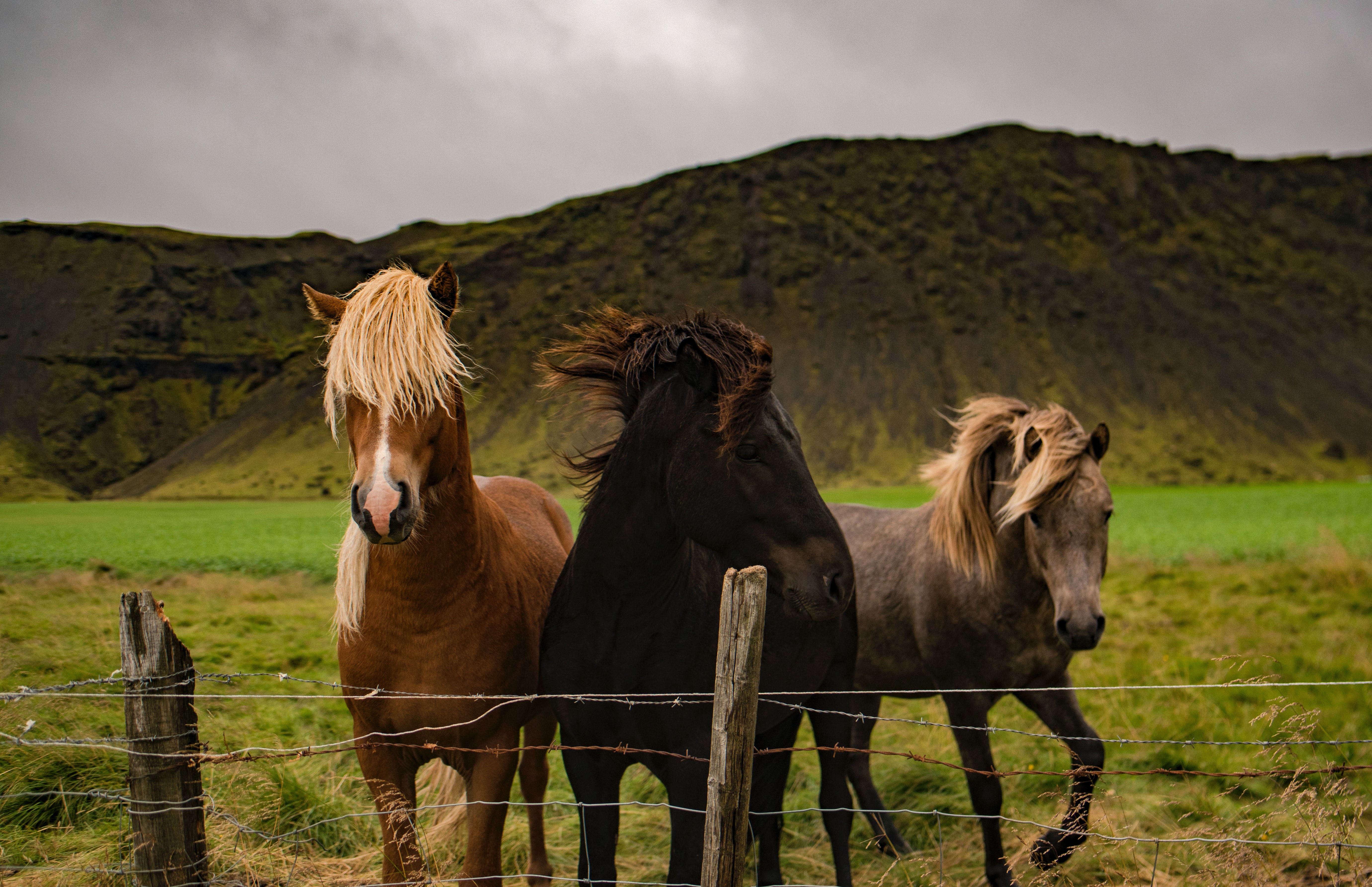 Køb irsk sports pony