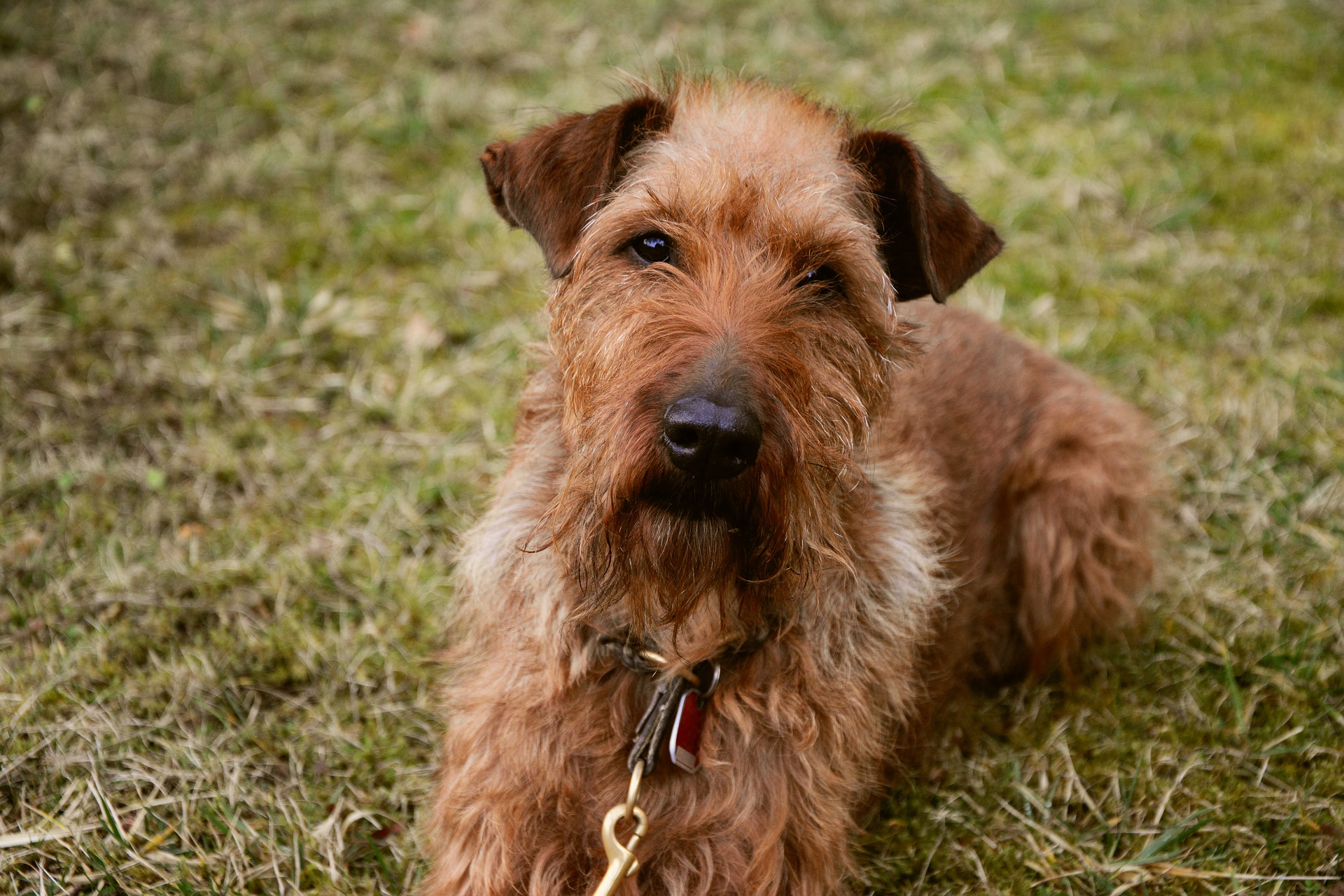Køb irsk terrier