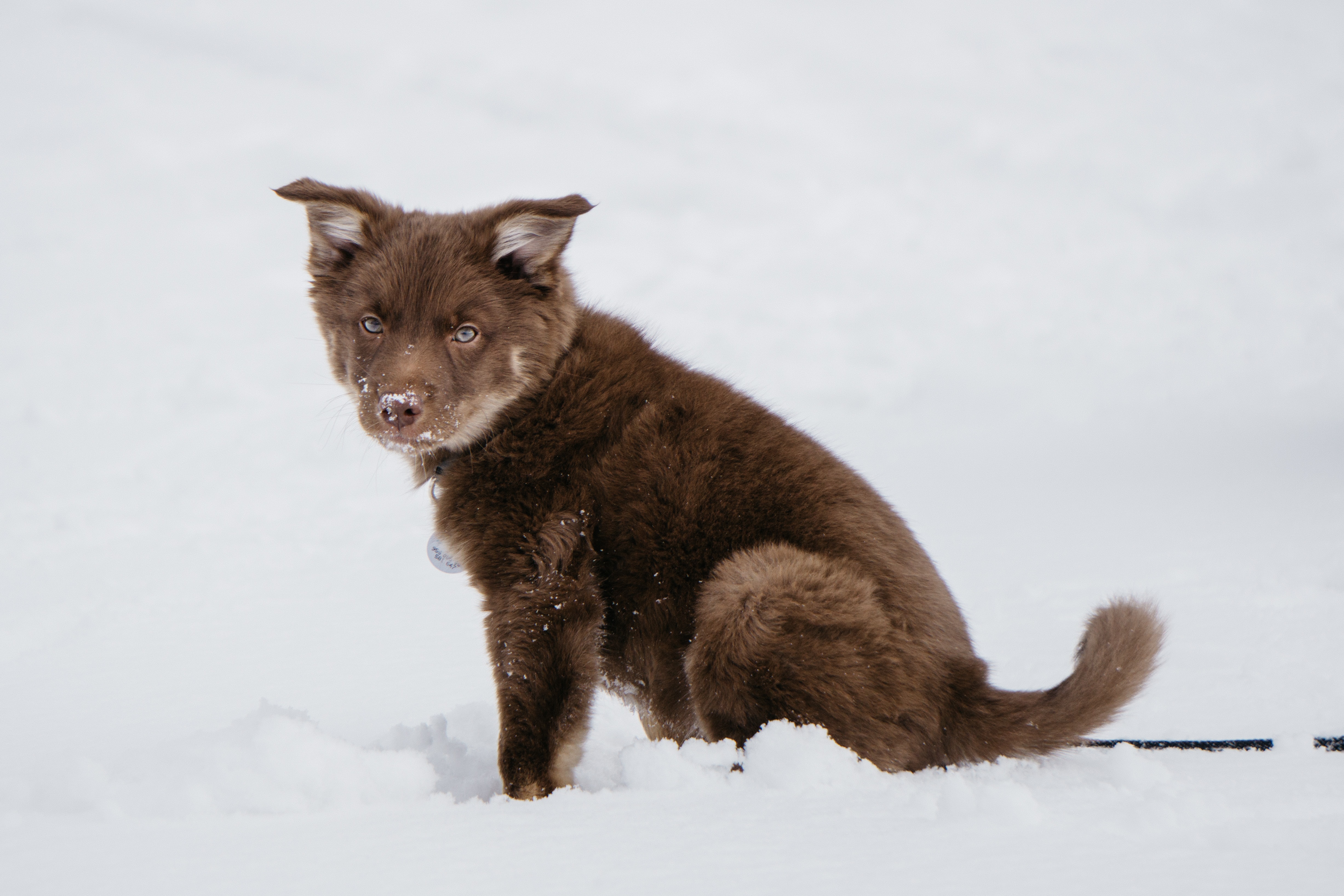 Køb islandsk fårehund