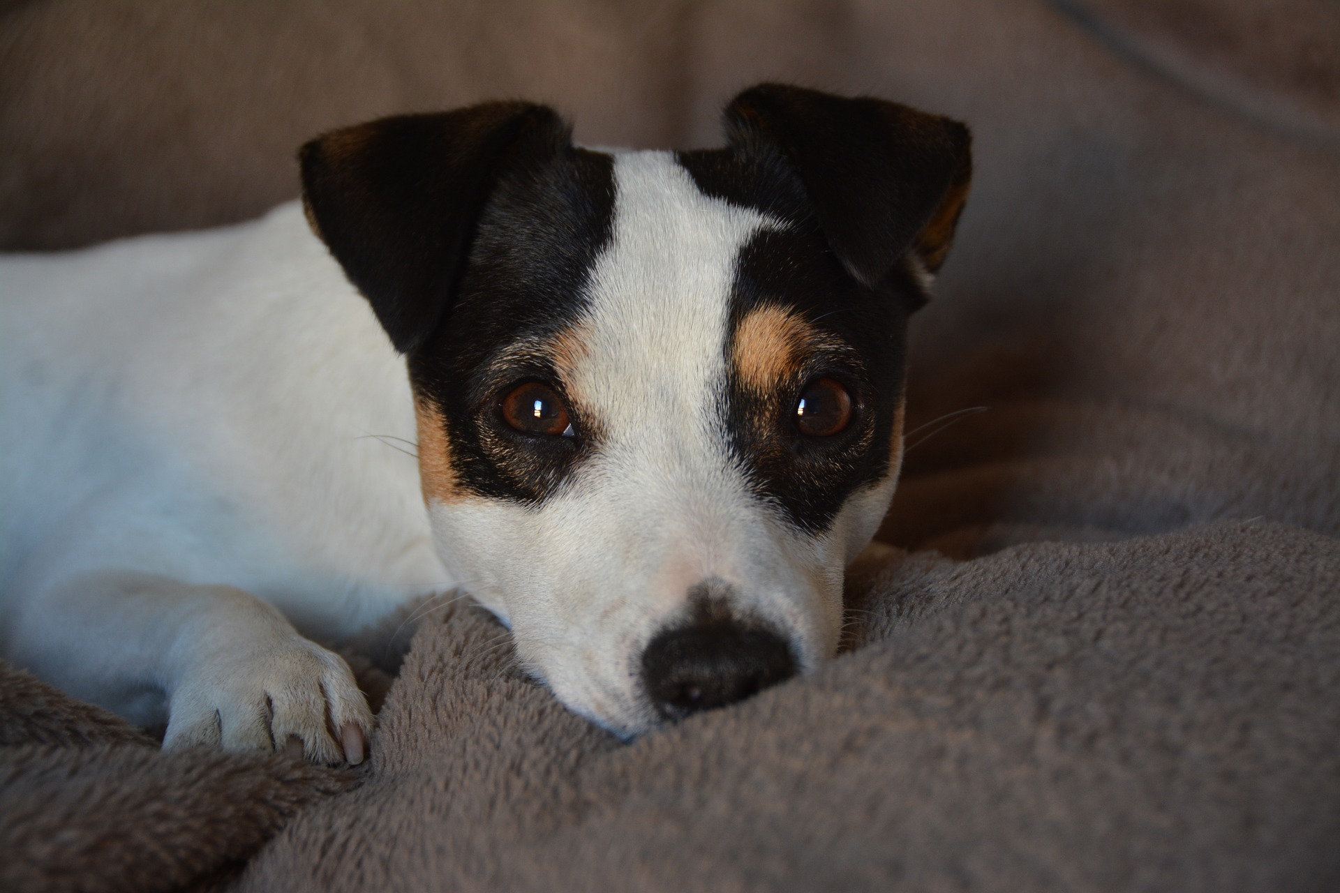 Køb jack russell terrier