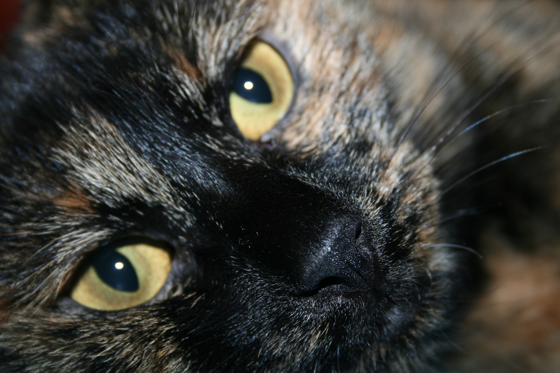 Køb japanese bobtail