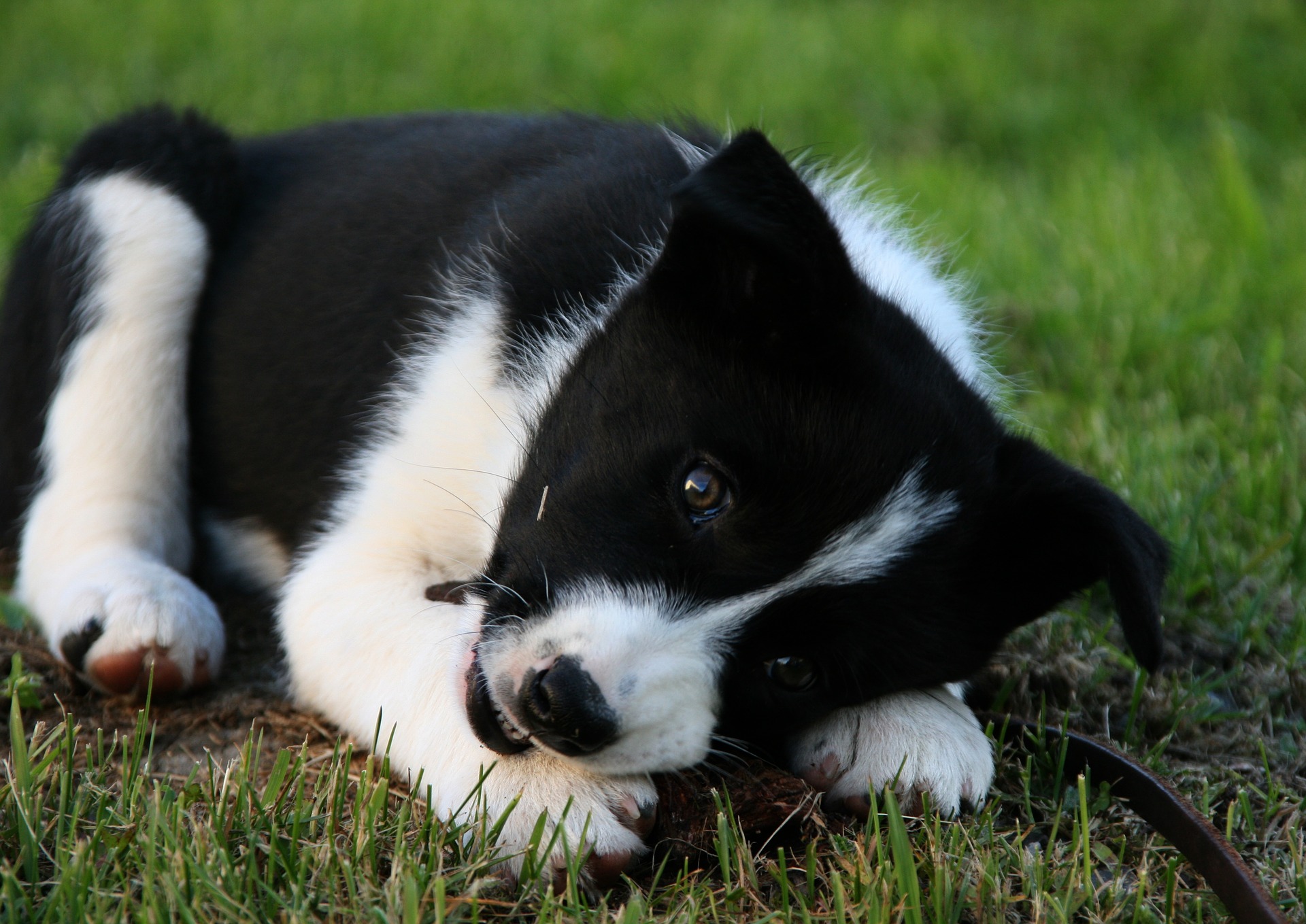 Køb karelsk bjørnehund