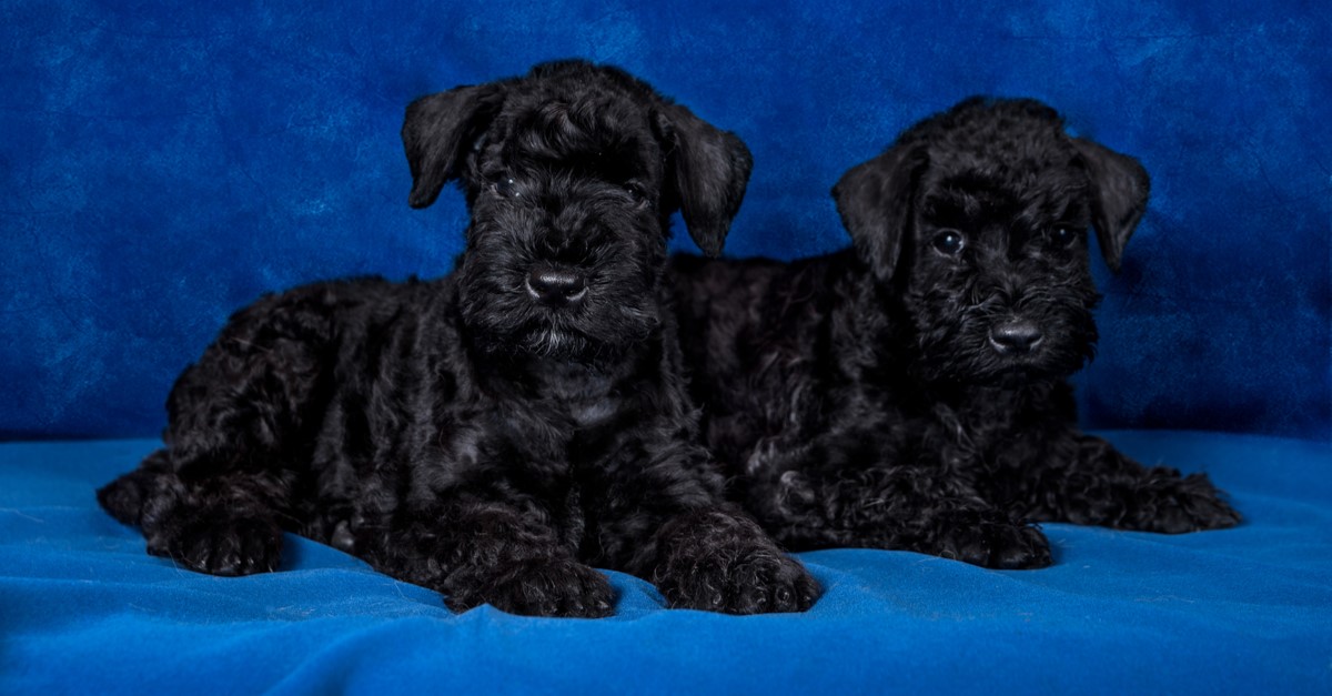 Køb kerry blue terrier
