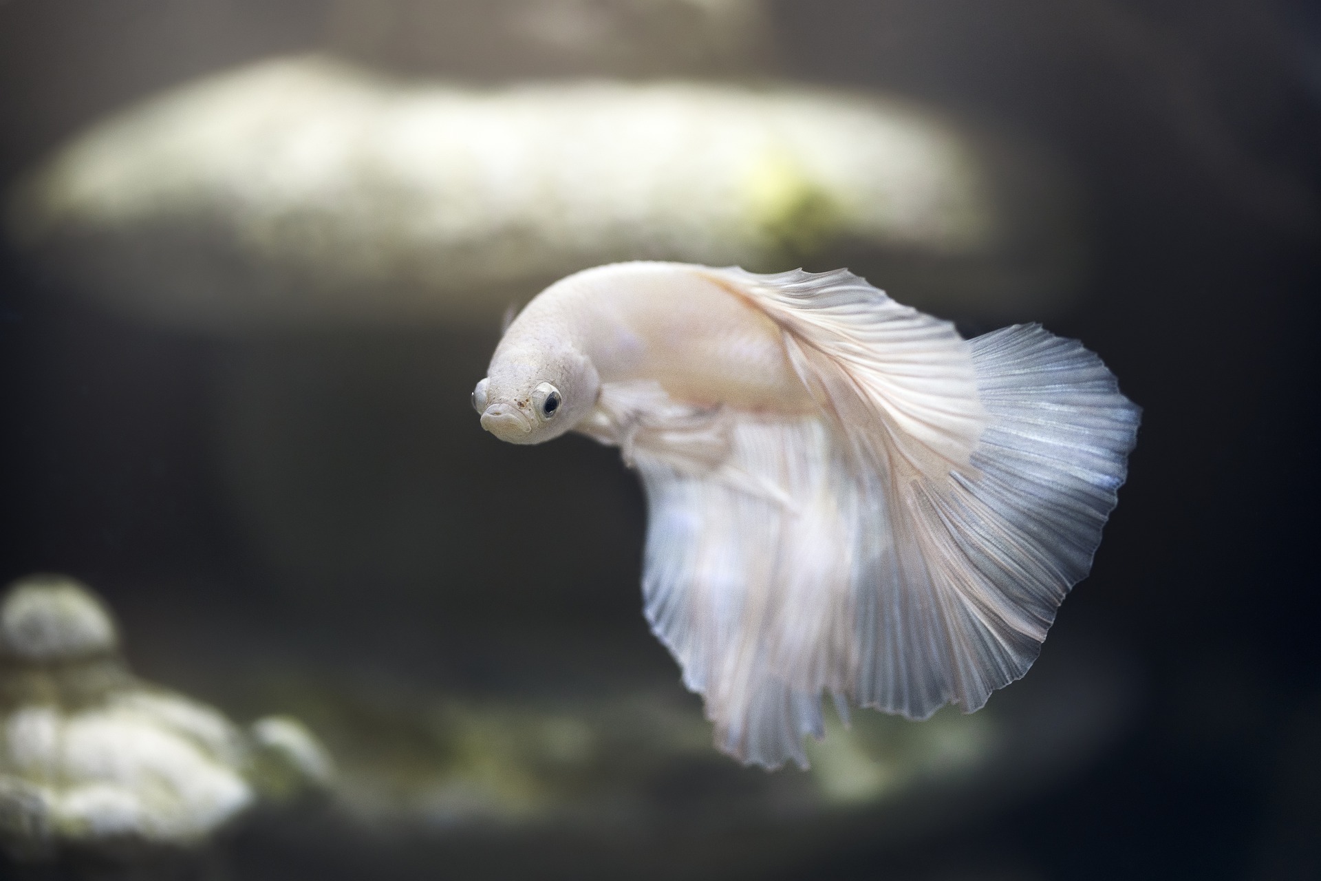 Køb fantastiske fisk på dyreportal.dk