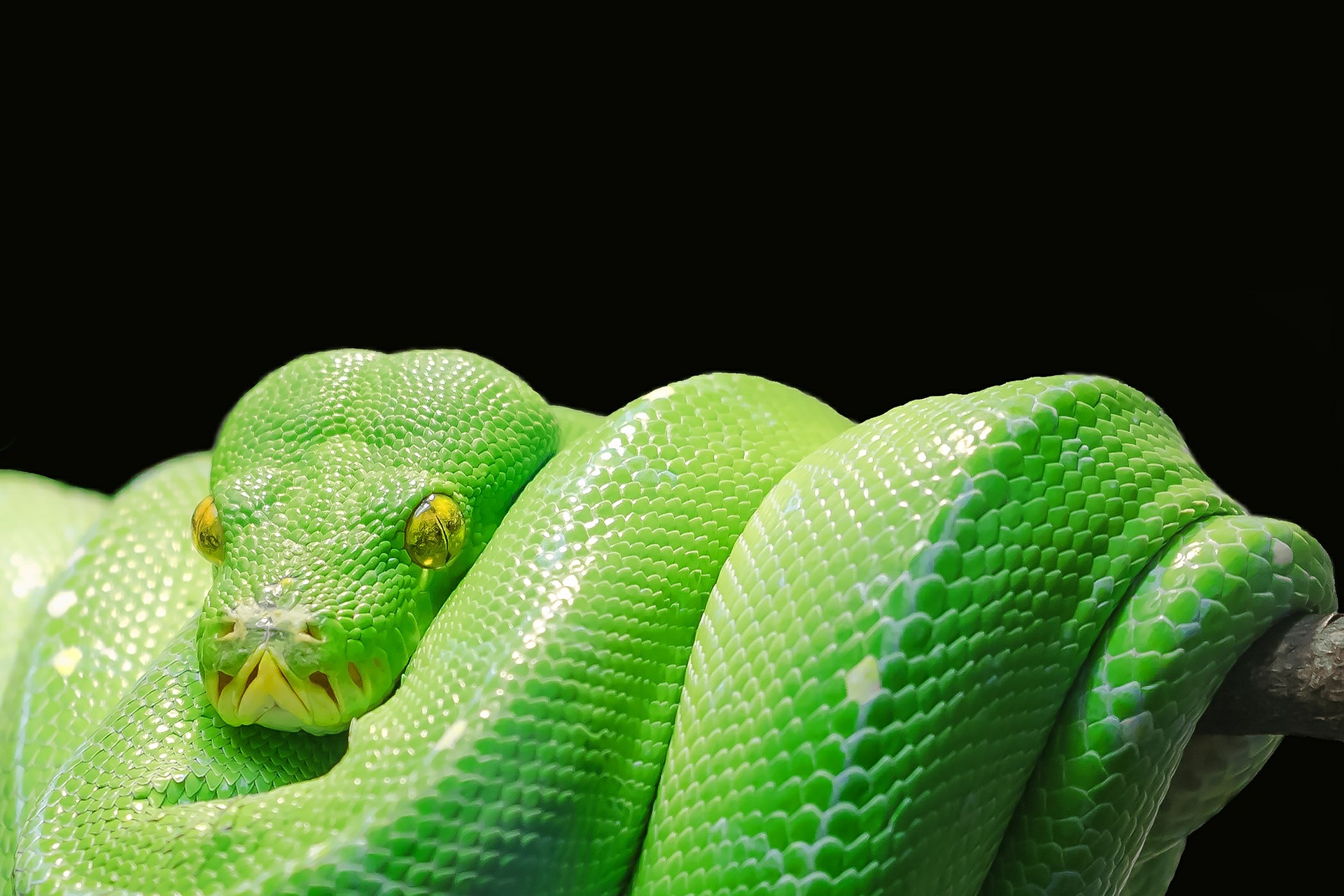 Køb dit reptil på dyreportal.dk
