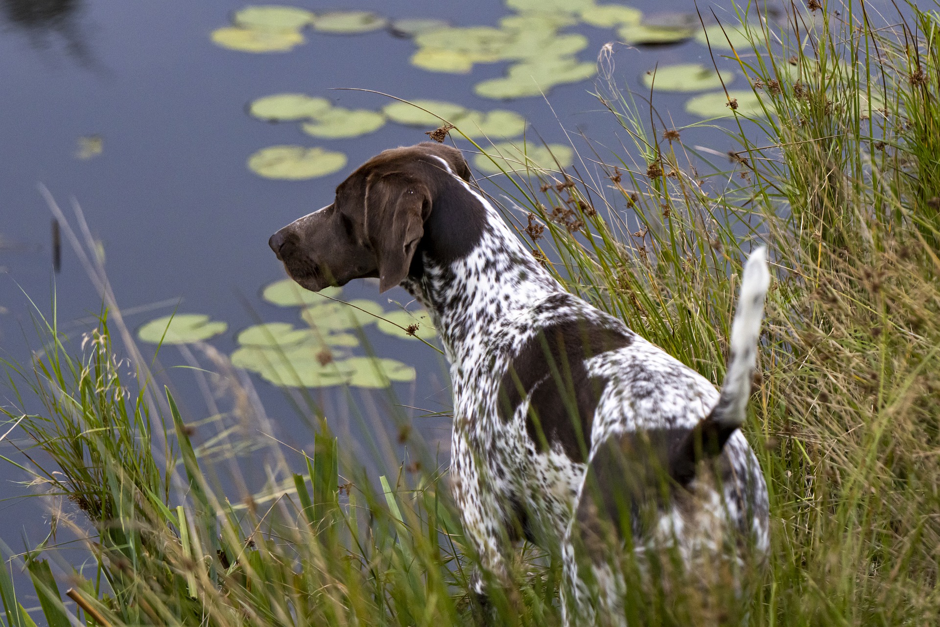 Køb korthåret hønsehund