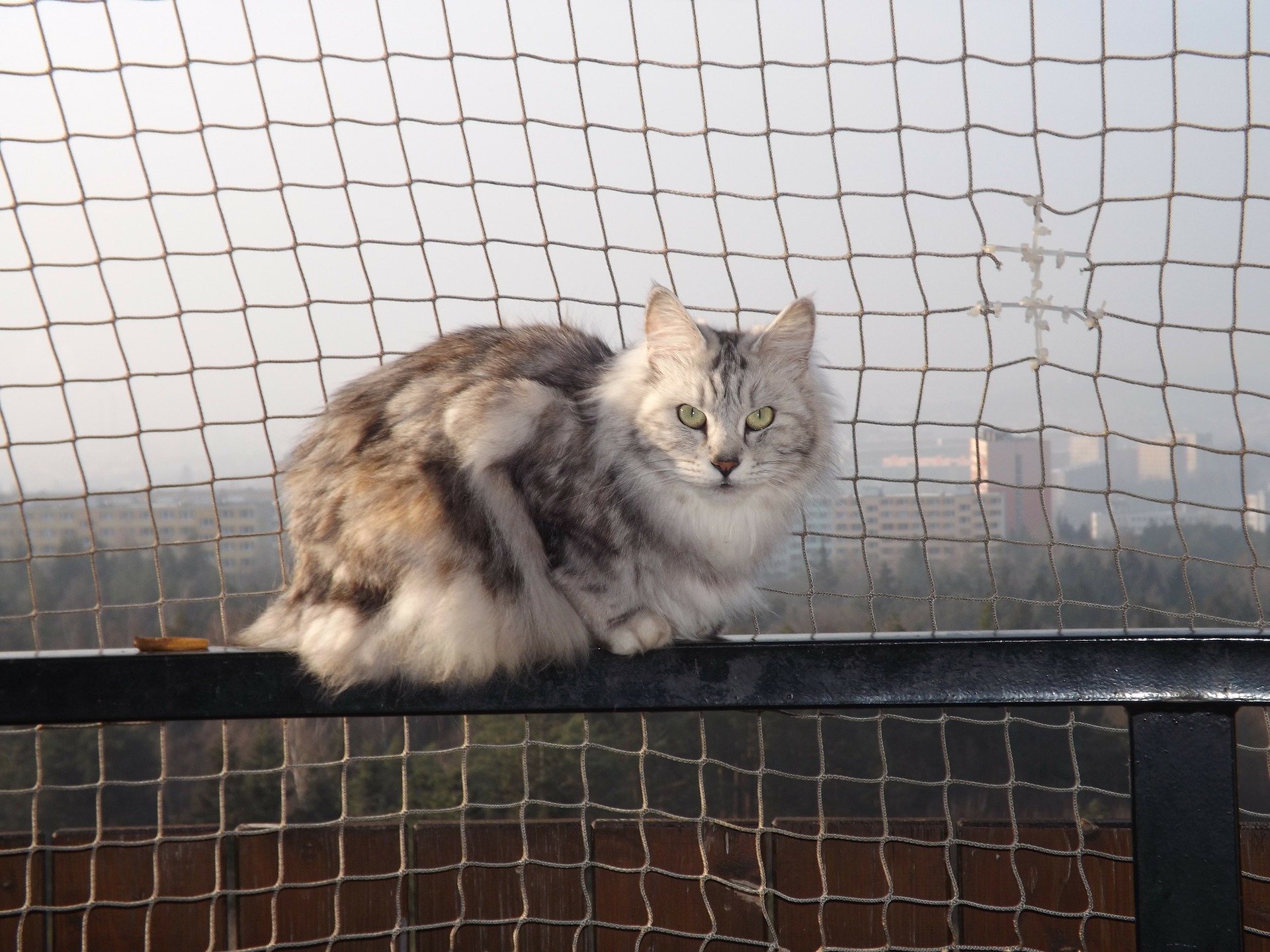 Køb kurilean bobtail
