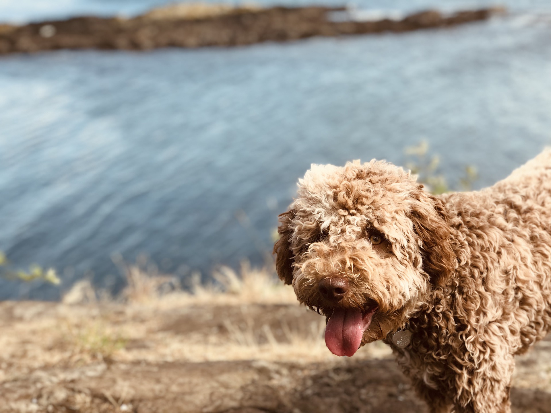 Køb lagotto romagnolo