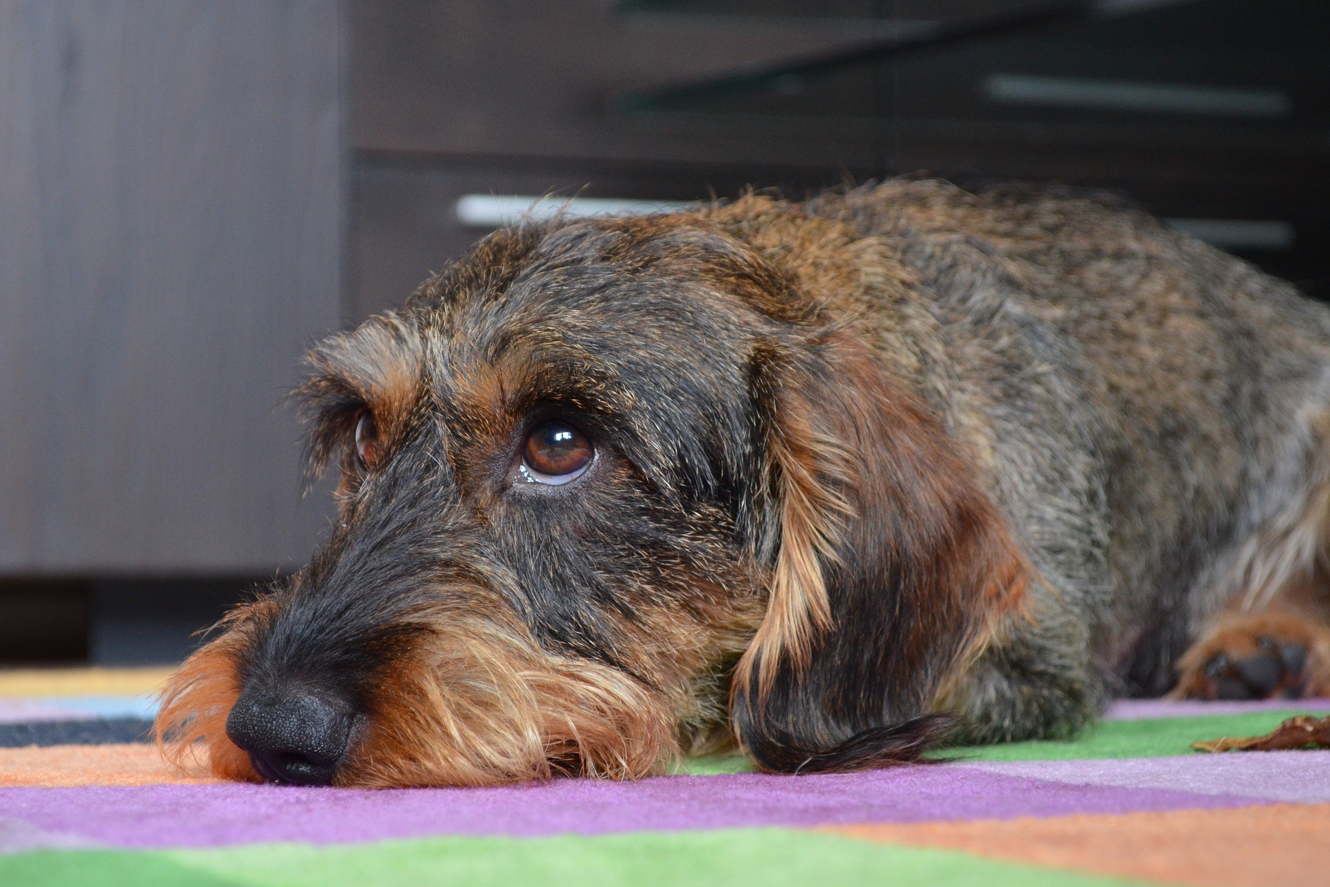 Køb langhåret miniature gravhund