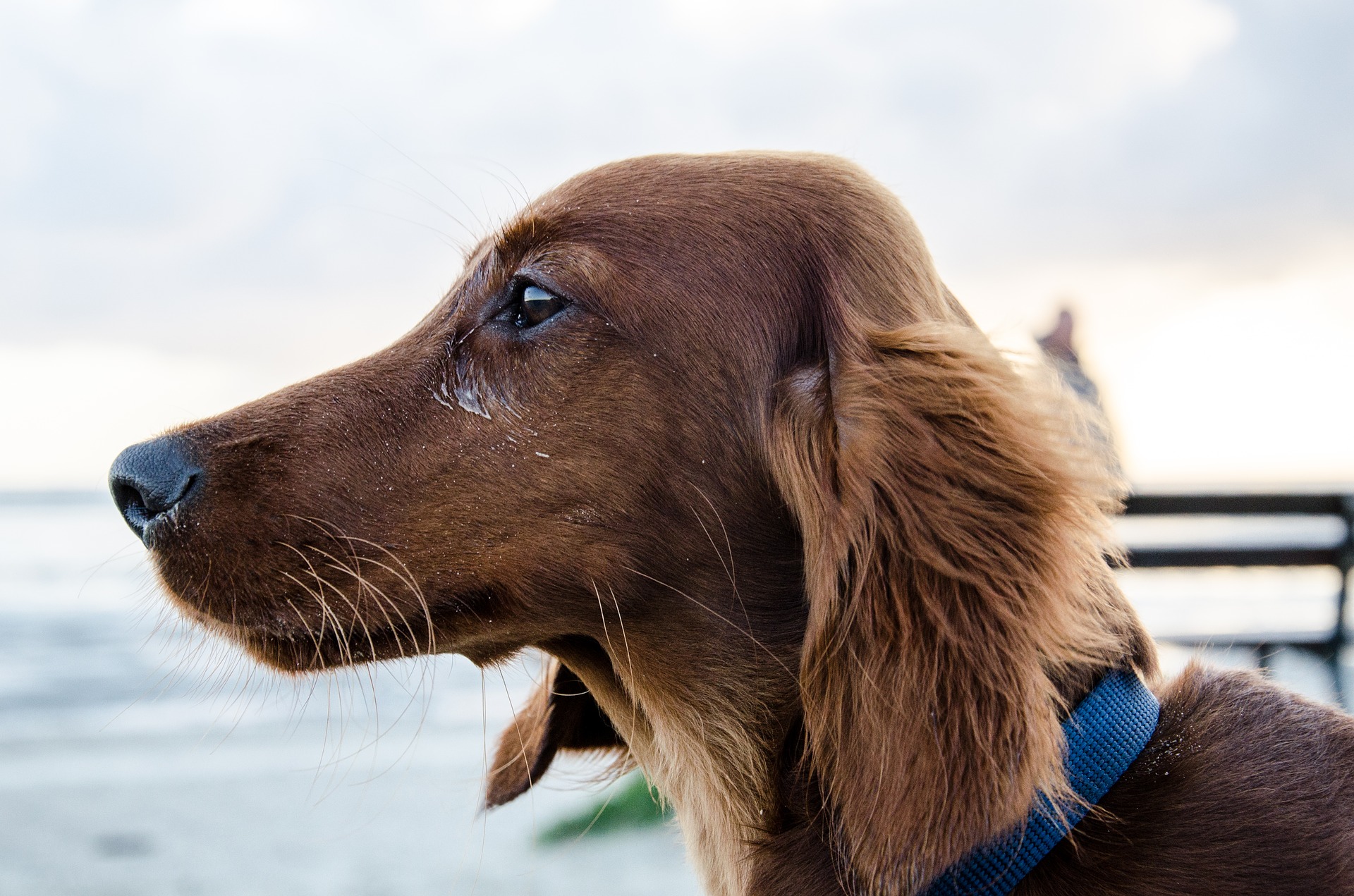 Køb langhåret standard gravhund