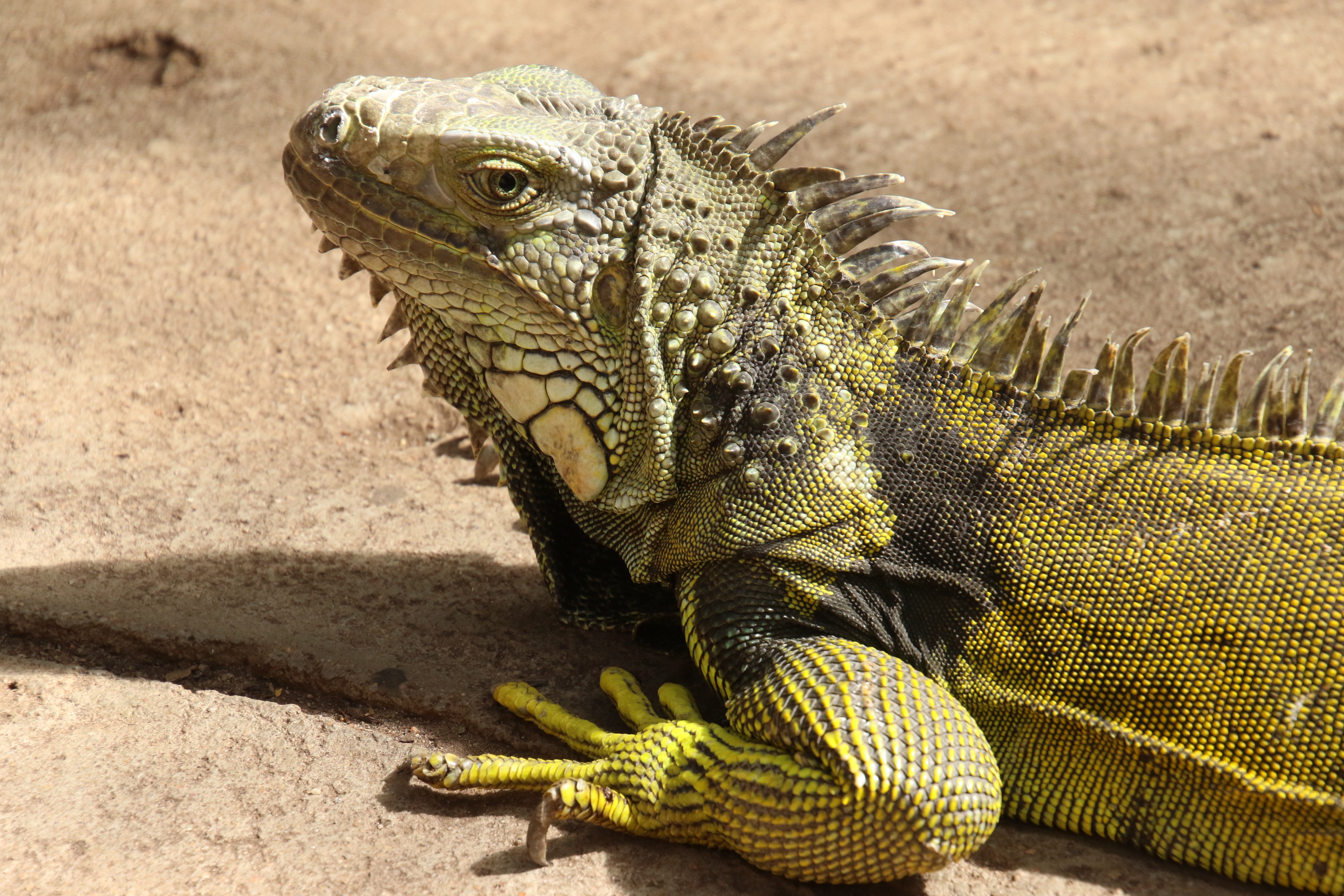 Køb leguan