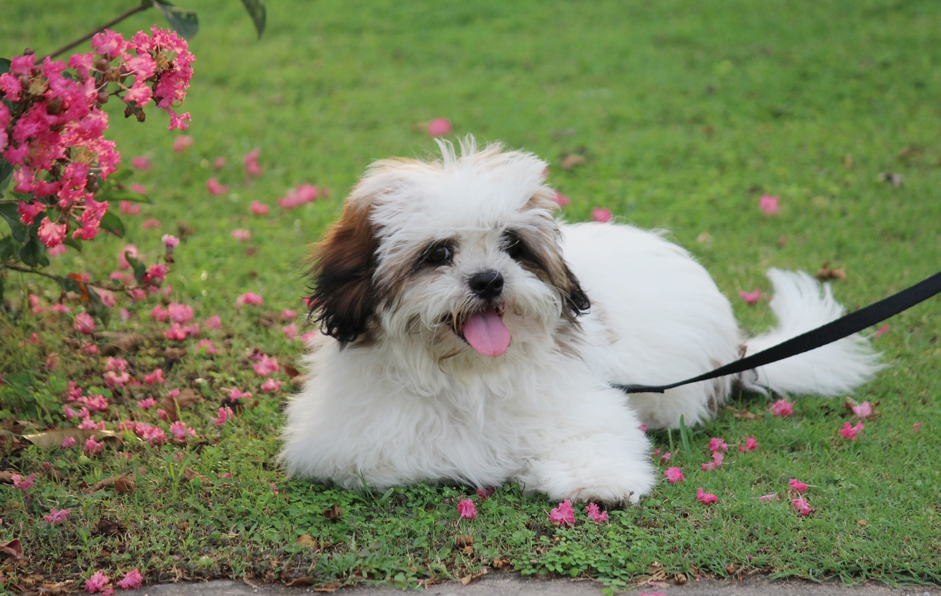 Køb lhasa apso