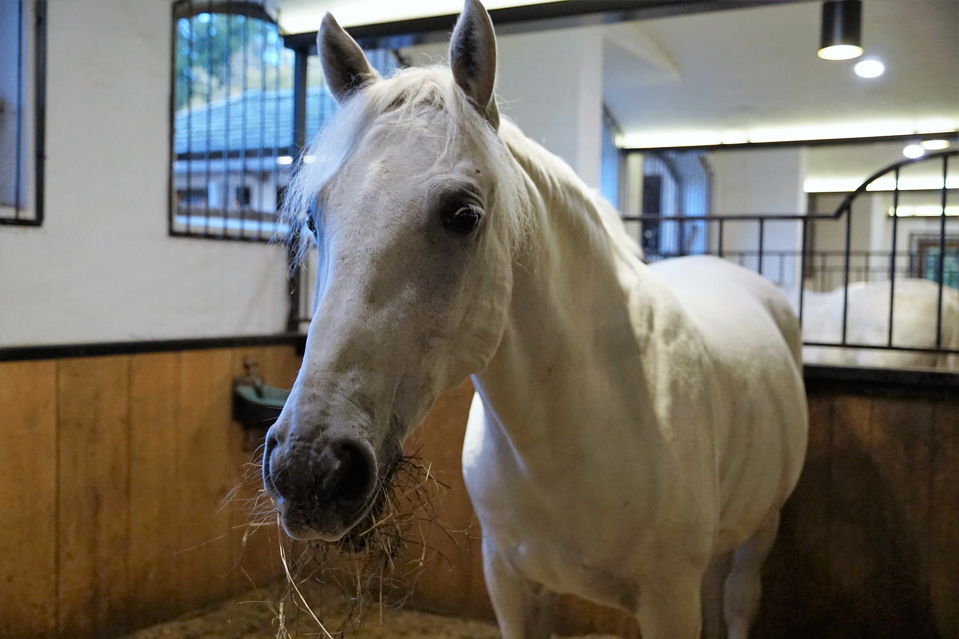 Køb lipizzaner
