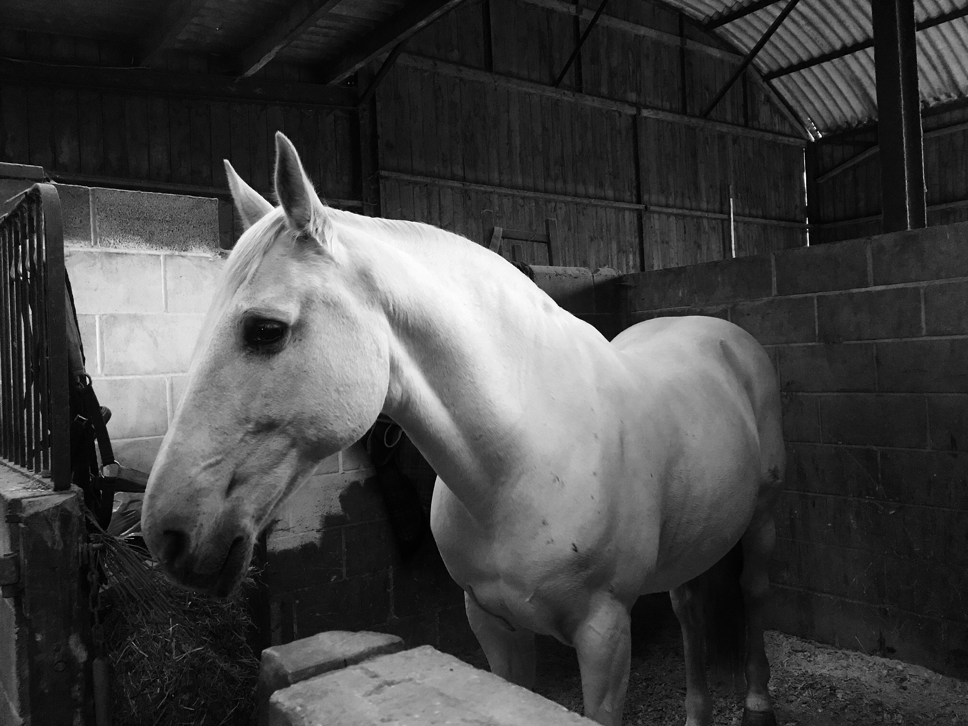 Køb lusitano