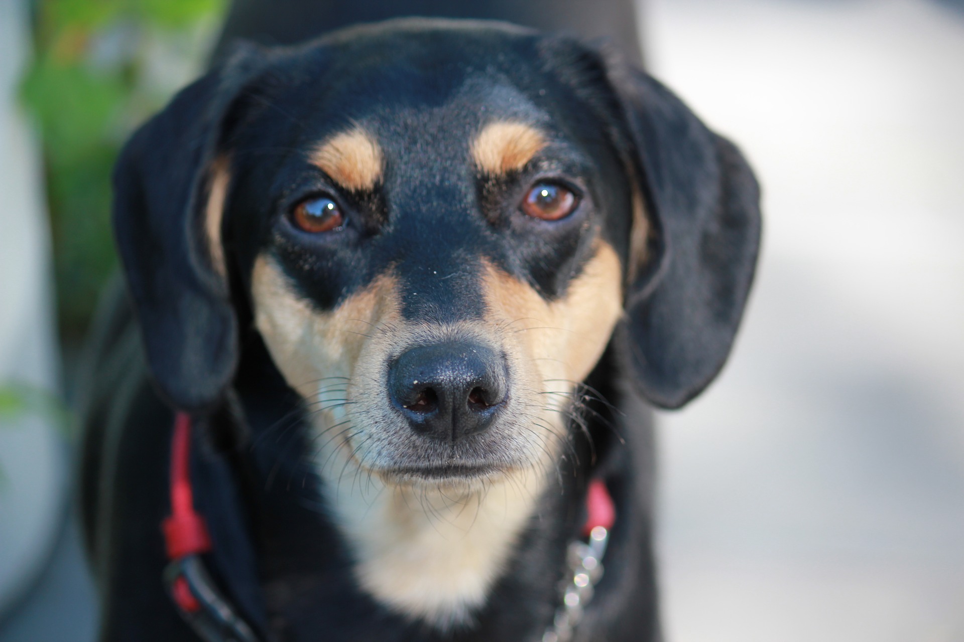 Køb manchester terrier
