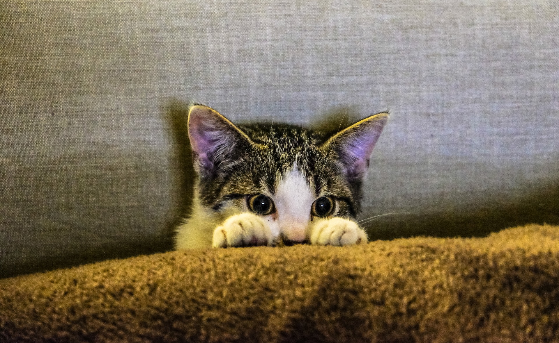 Køb manx