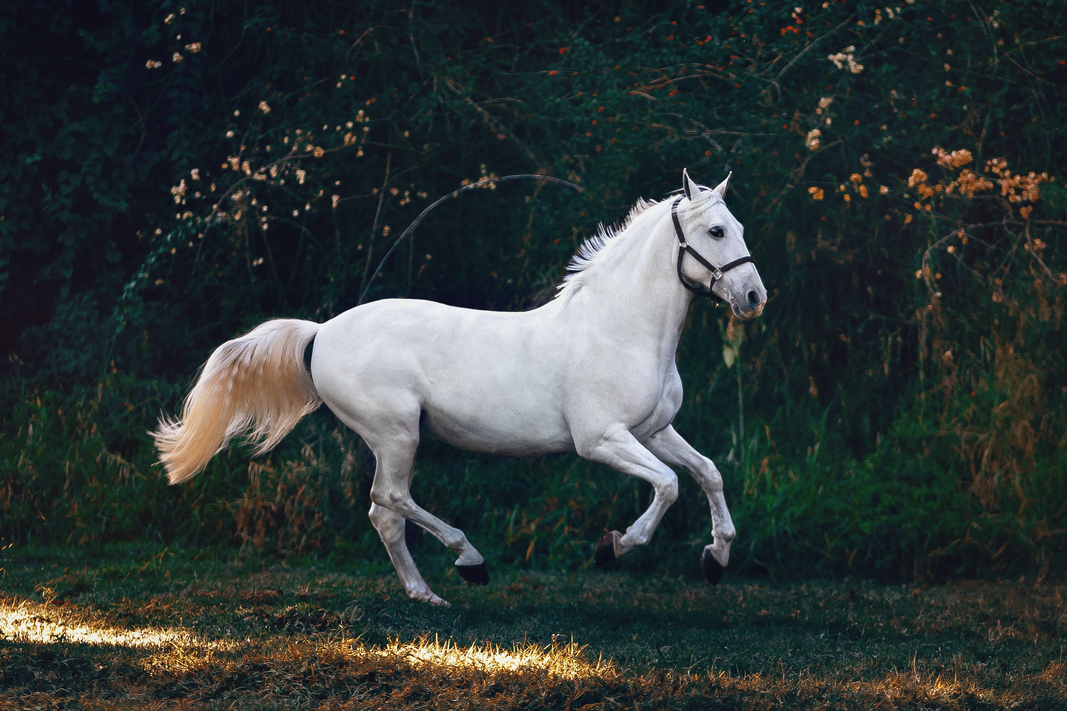 Køb merens de cheval