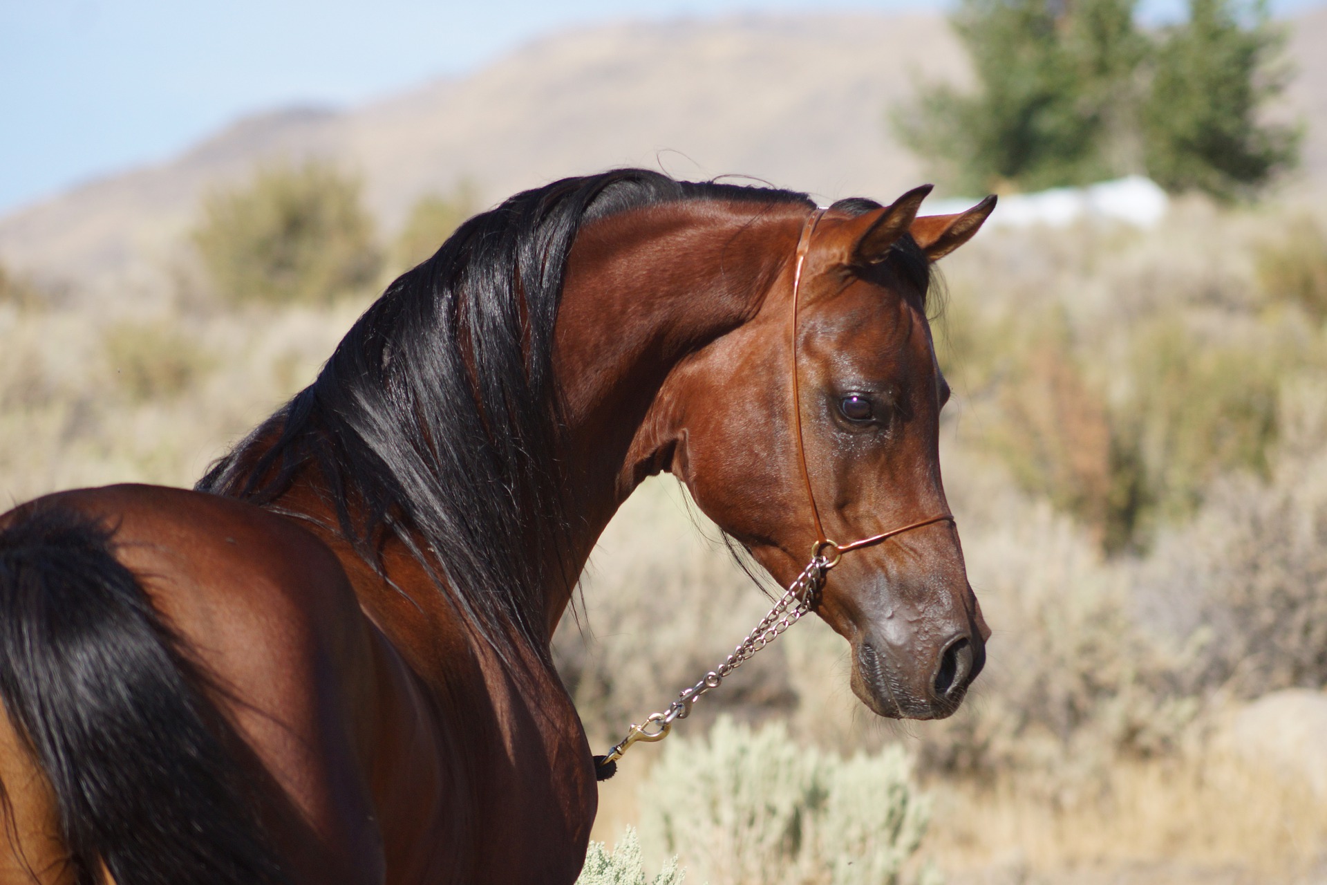 Køb mustang