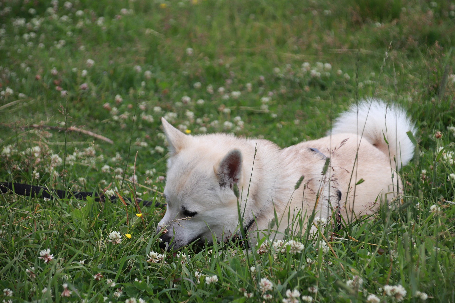 Køb norsk buhund