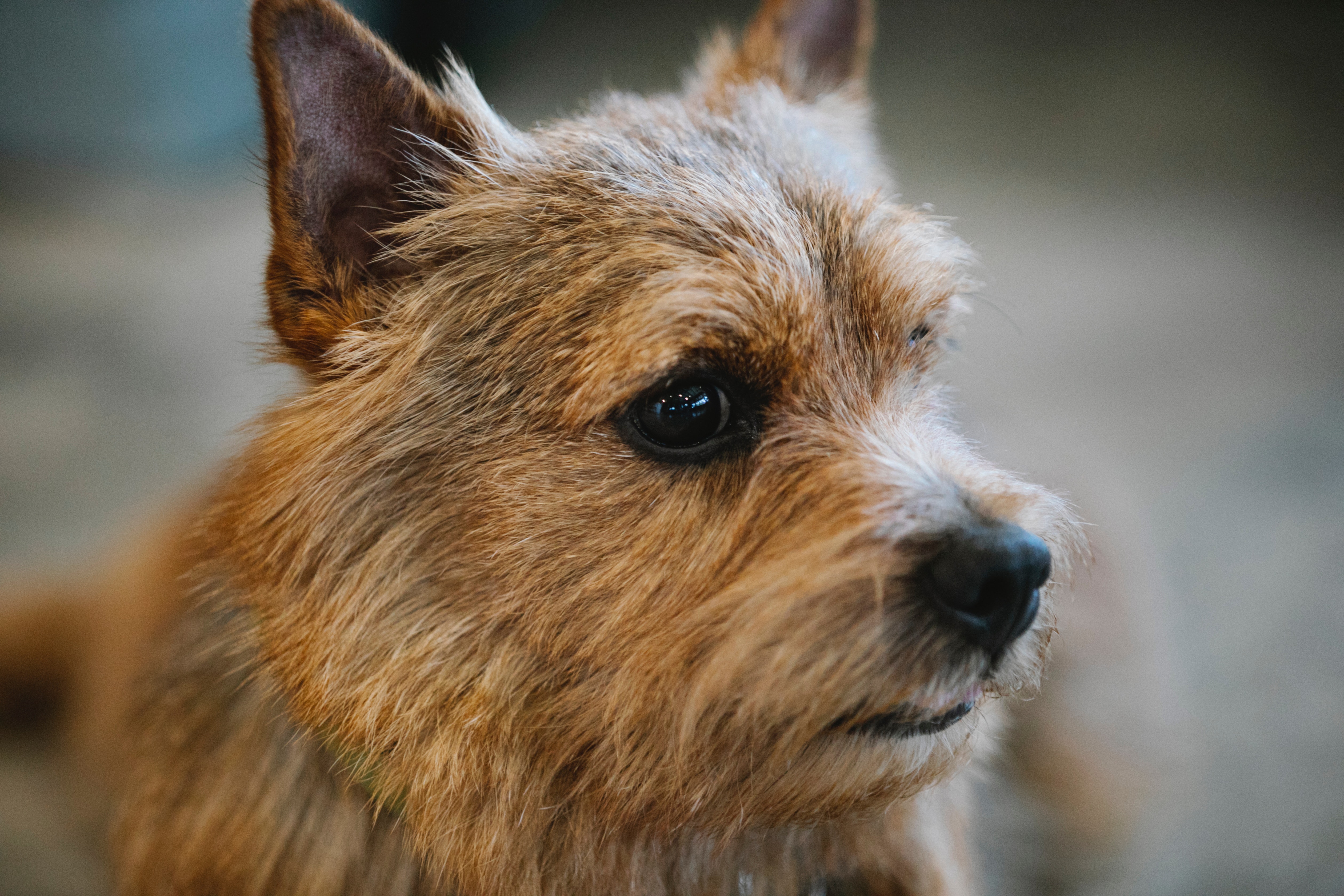 Køb norwich terrier