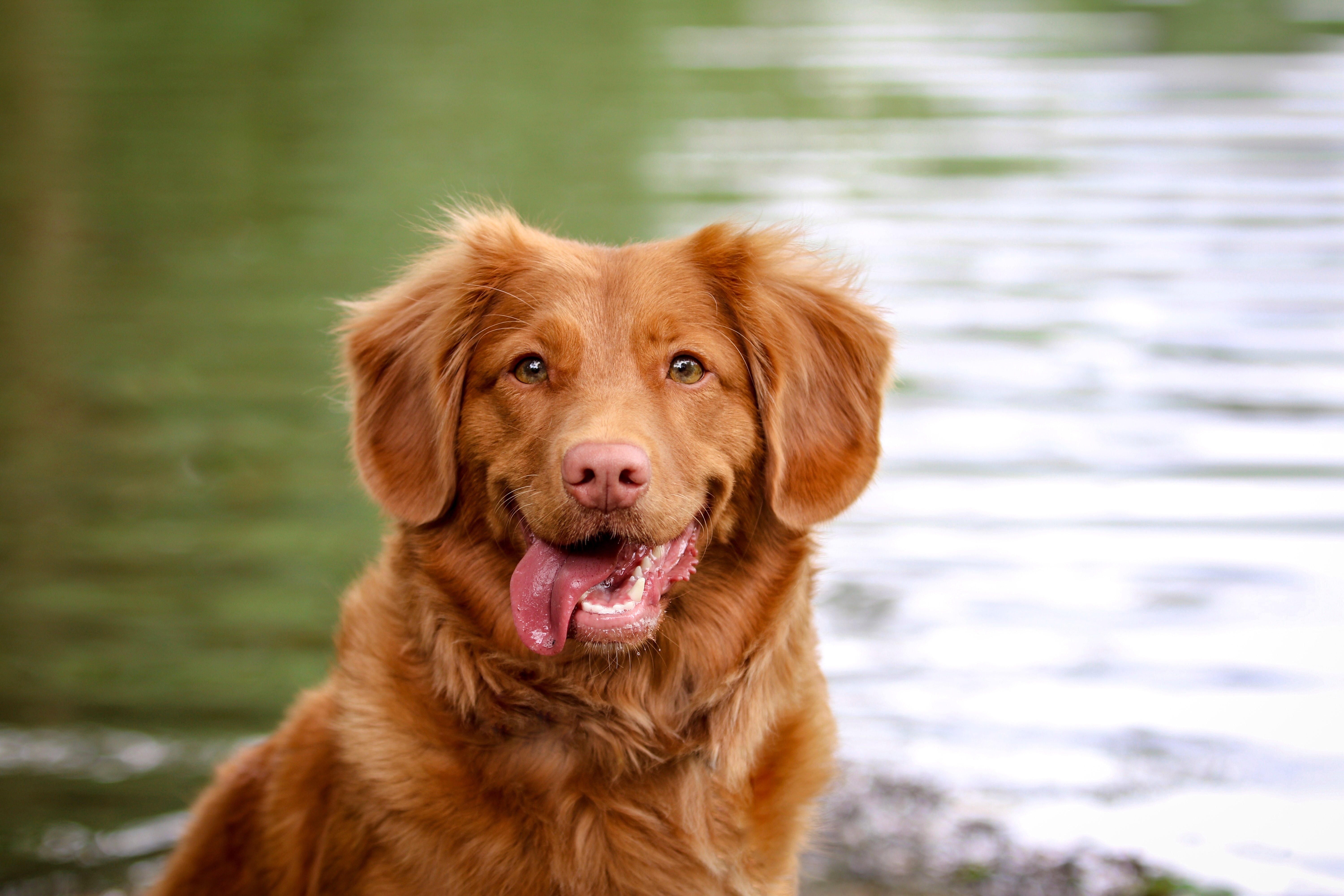 Køb nova scotia duck tolling retriever