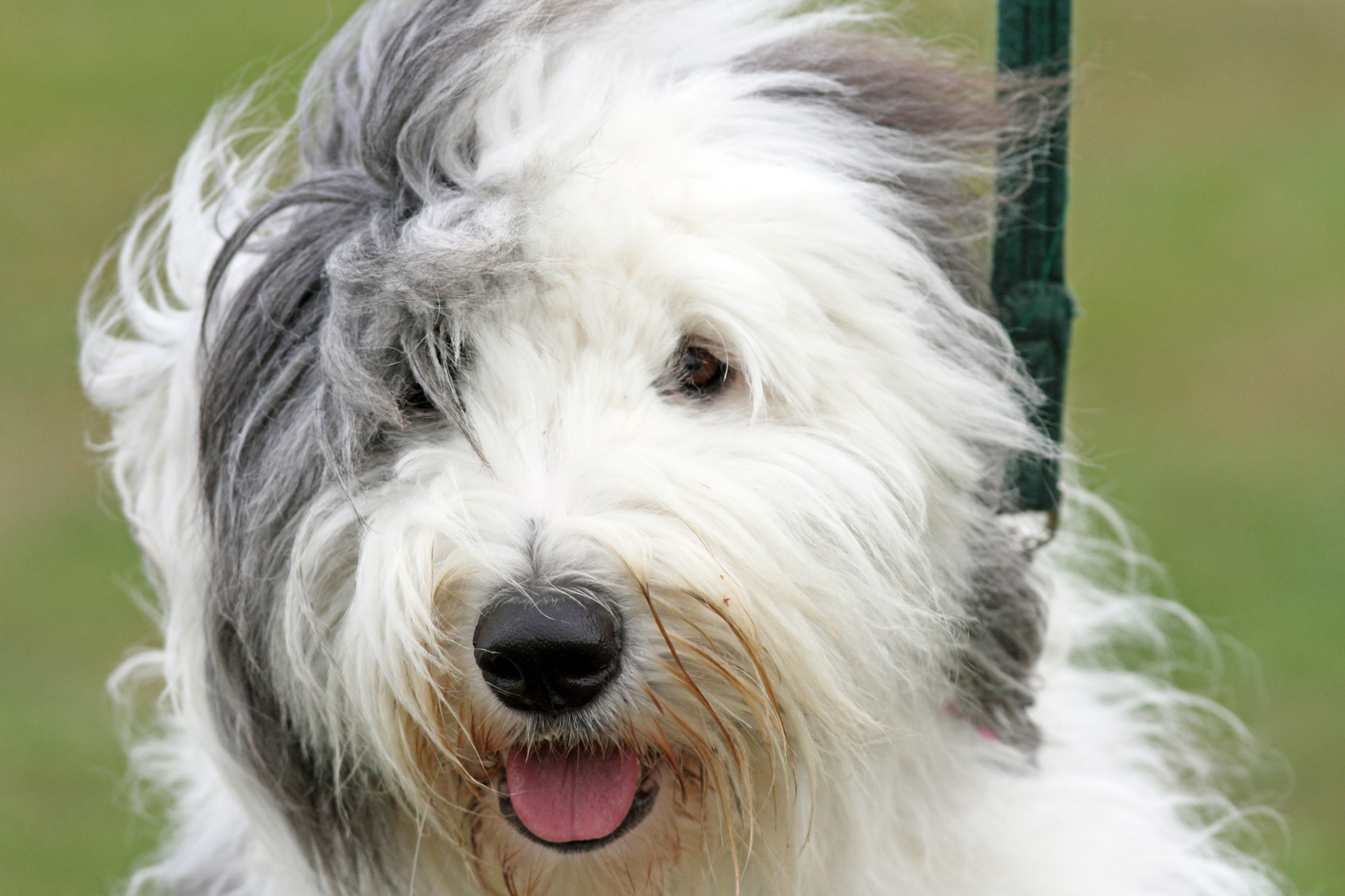 Køb old english sheepdog