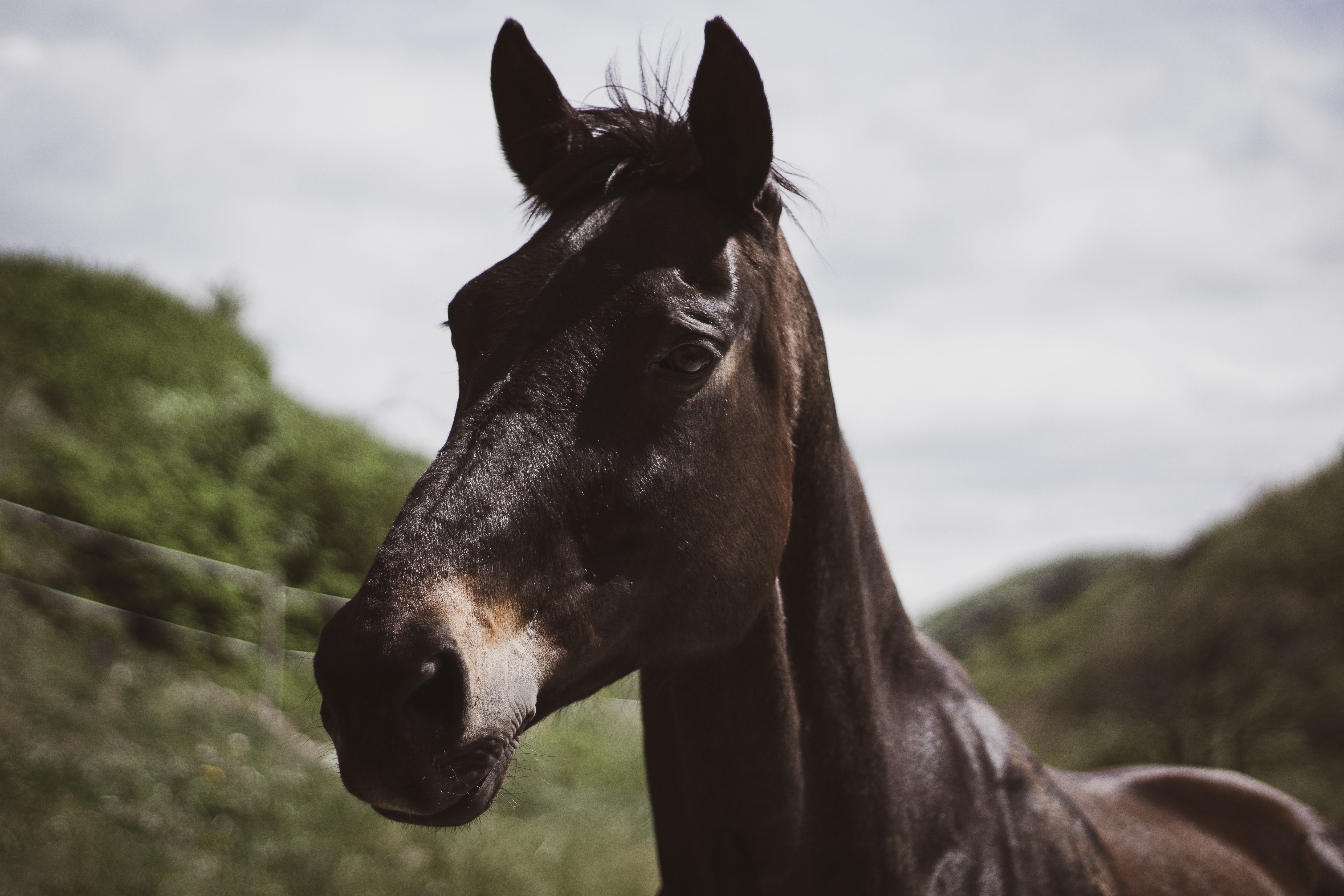 Køb oldenborg hingst