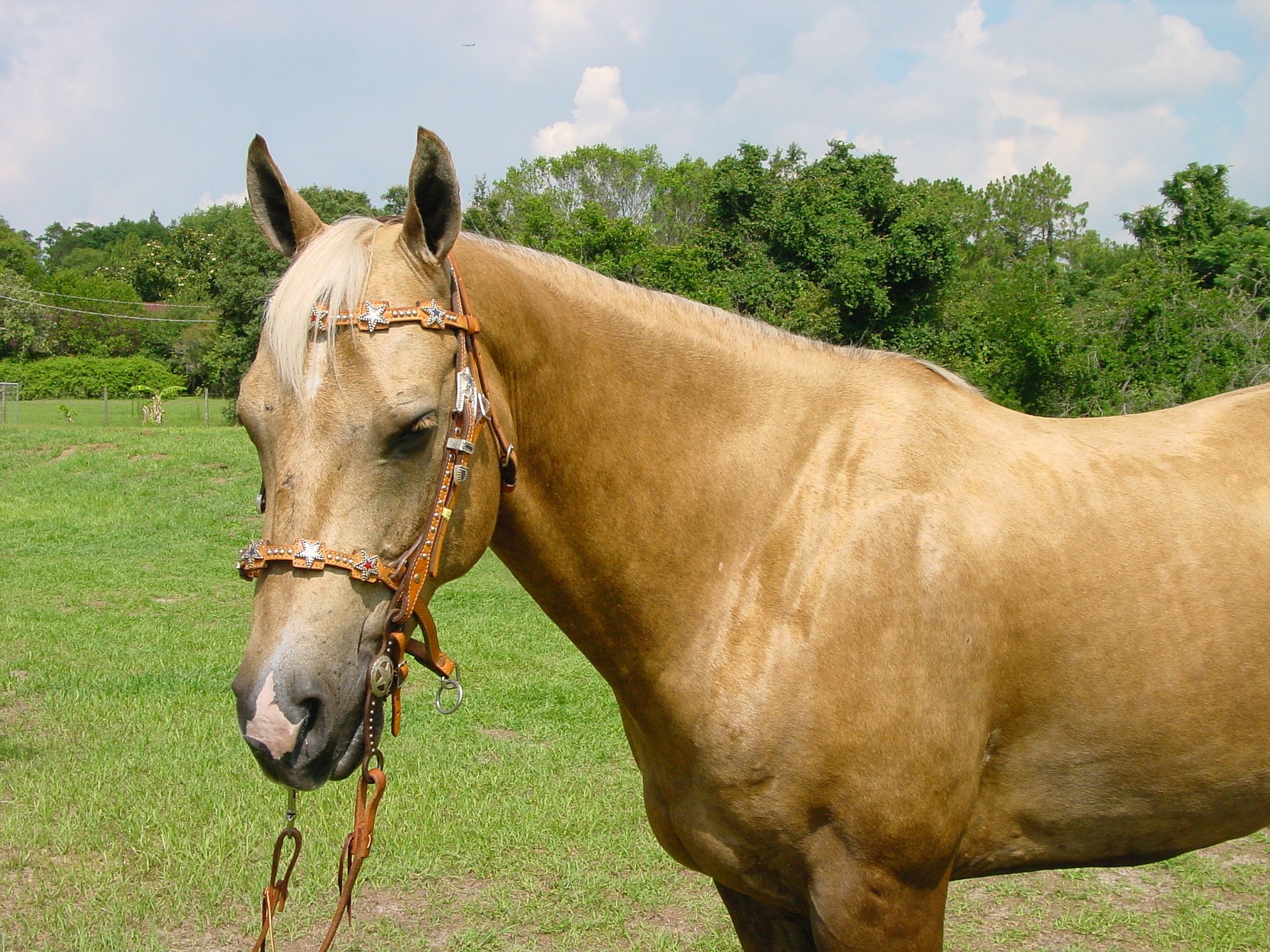 Køb palomino