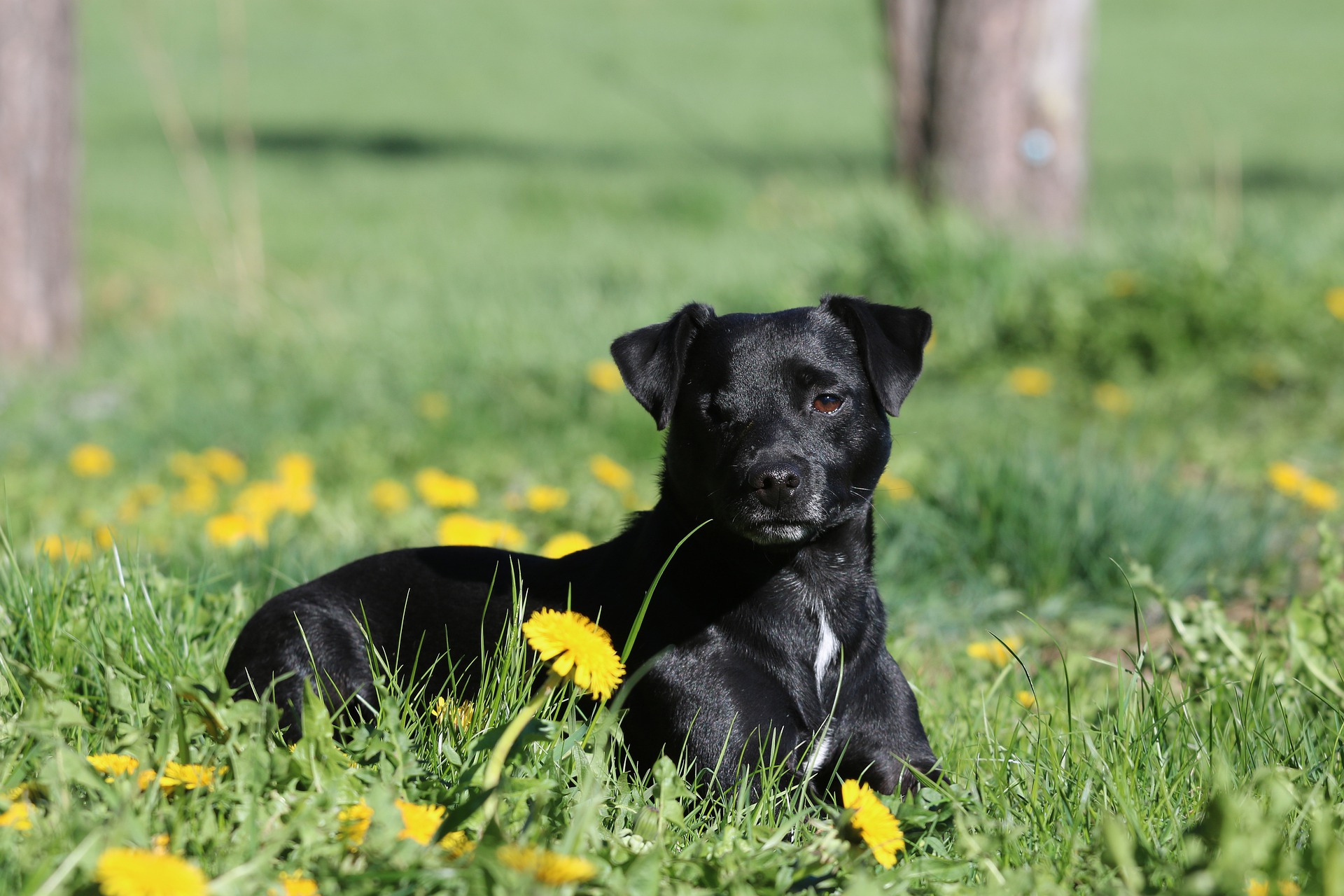 Køb patterdale terrier