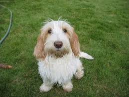 Køb petit basset griffon vendéen