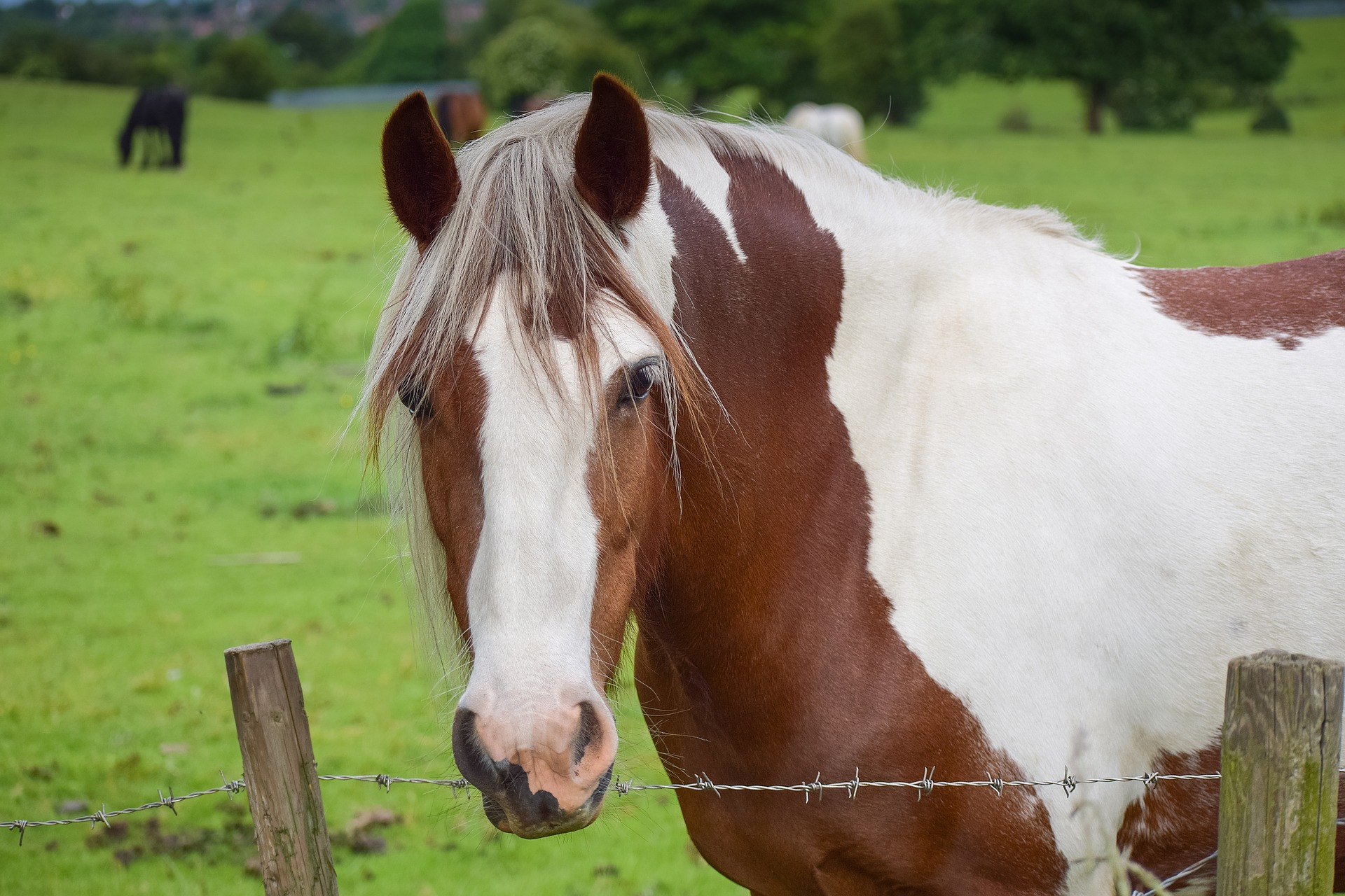 Køb pinto mustang