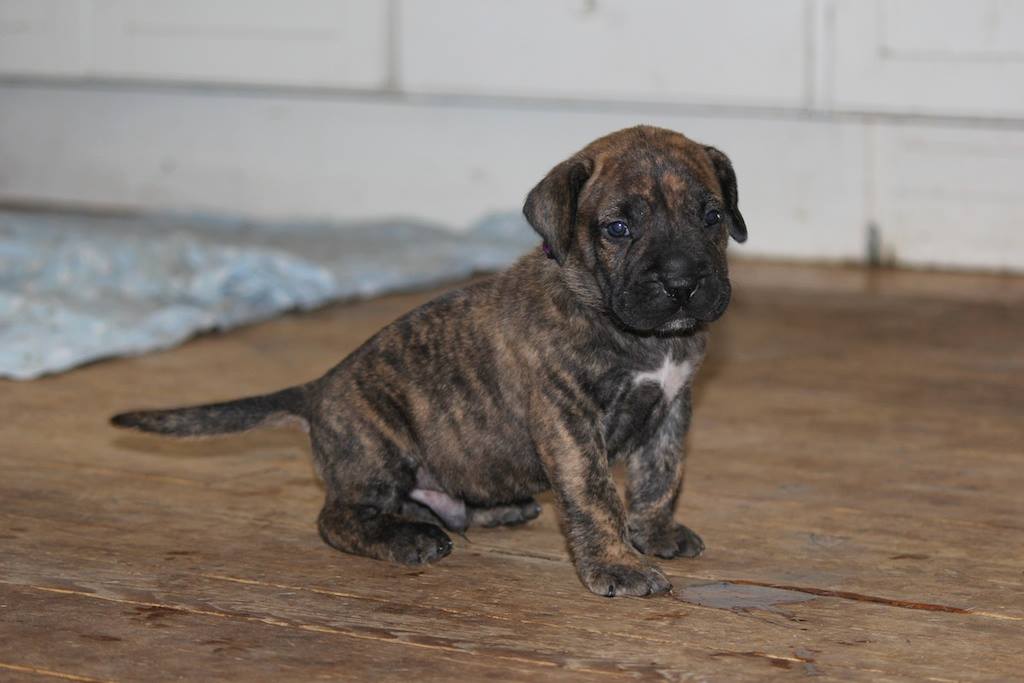 Køb presa canario