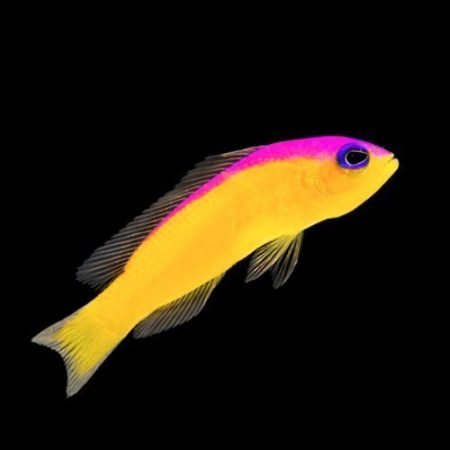 Køb pseudochromis
