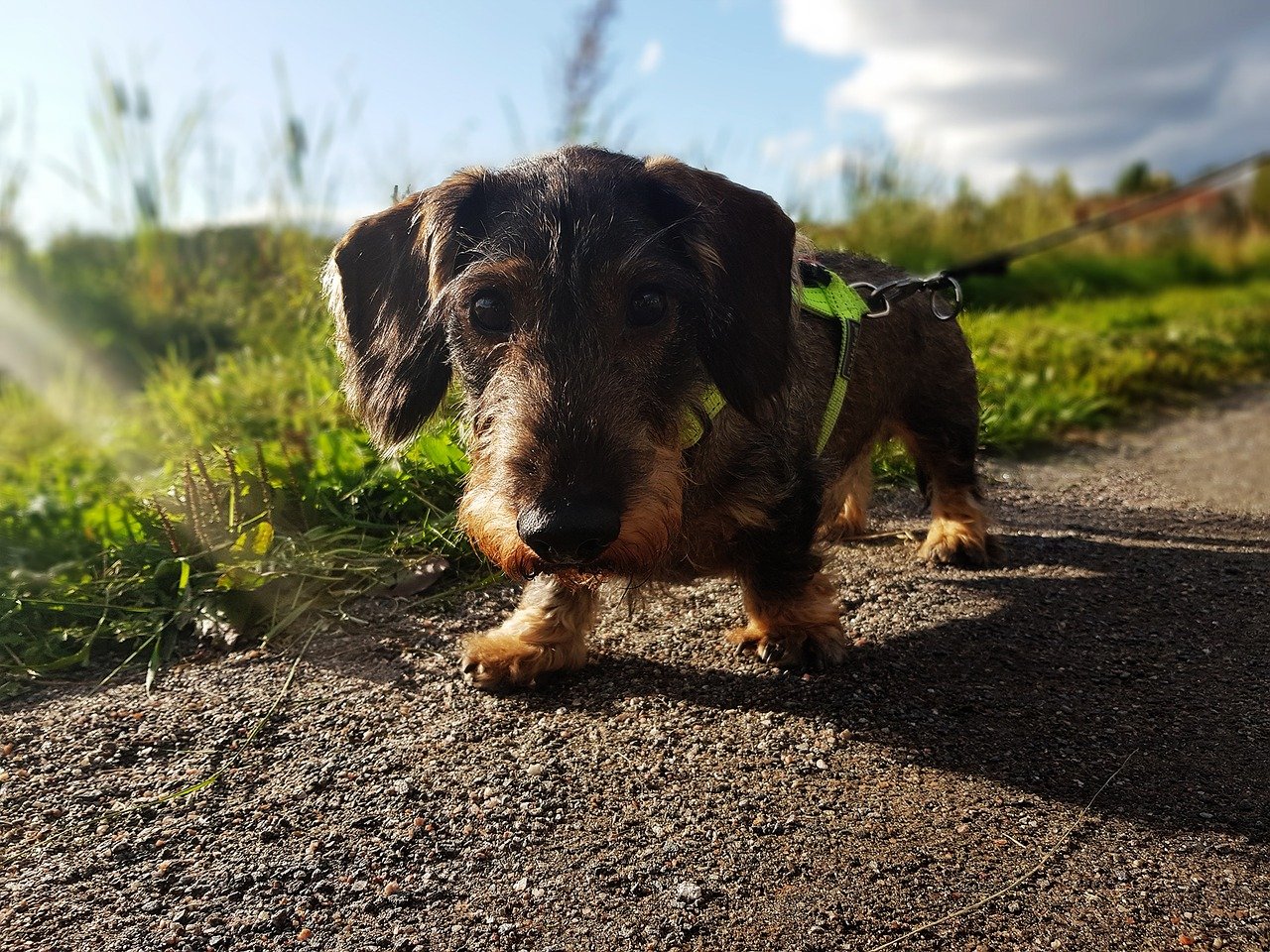 Køb ruhåret miniature gravhund