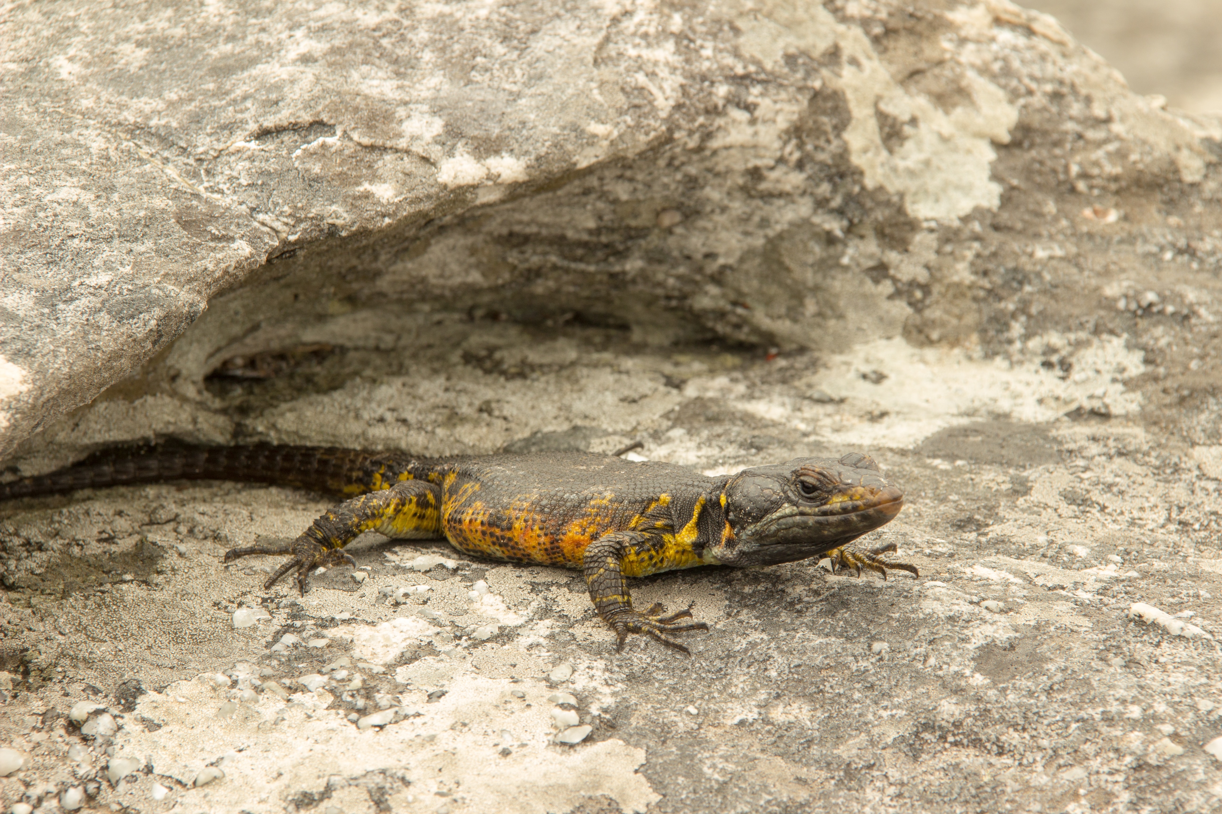 Køb salamander