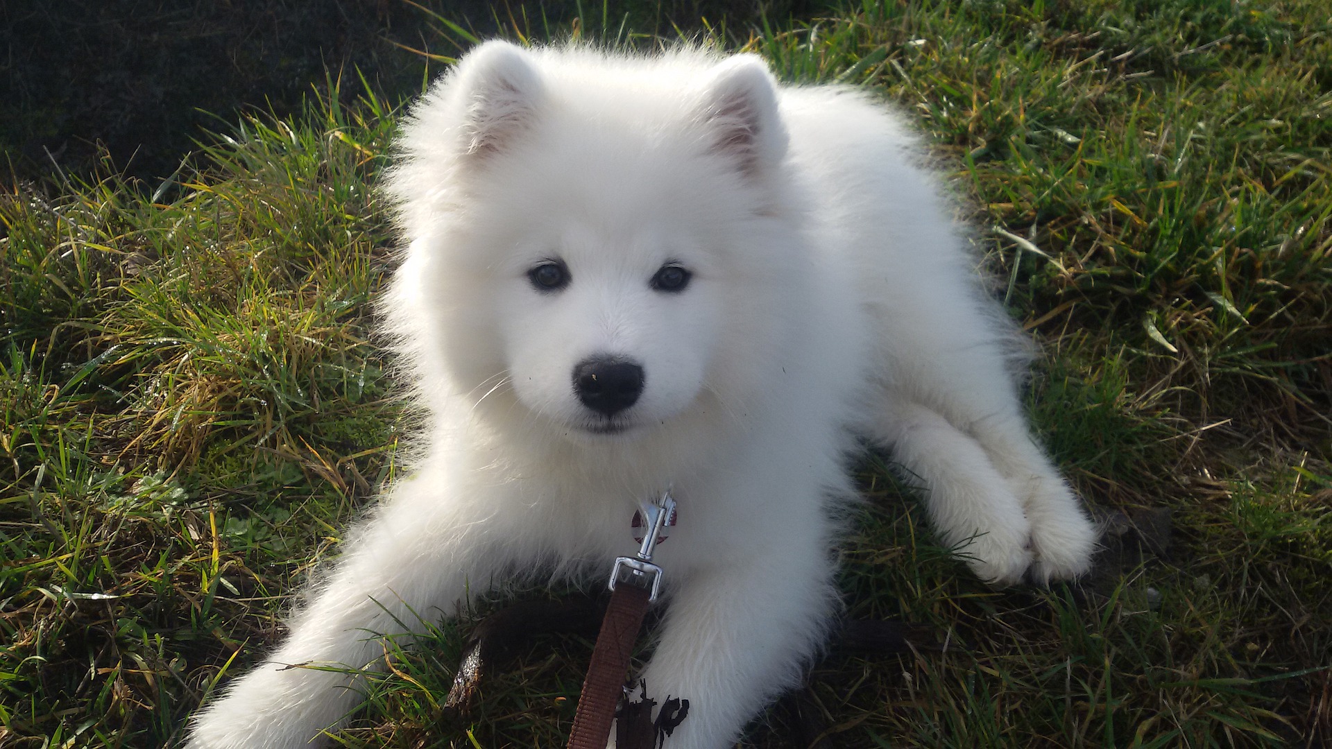 Køb samojedhund